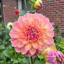Dahlia Cameo Peach