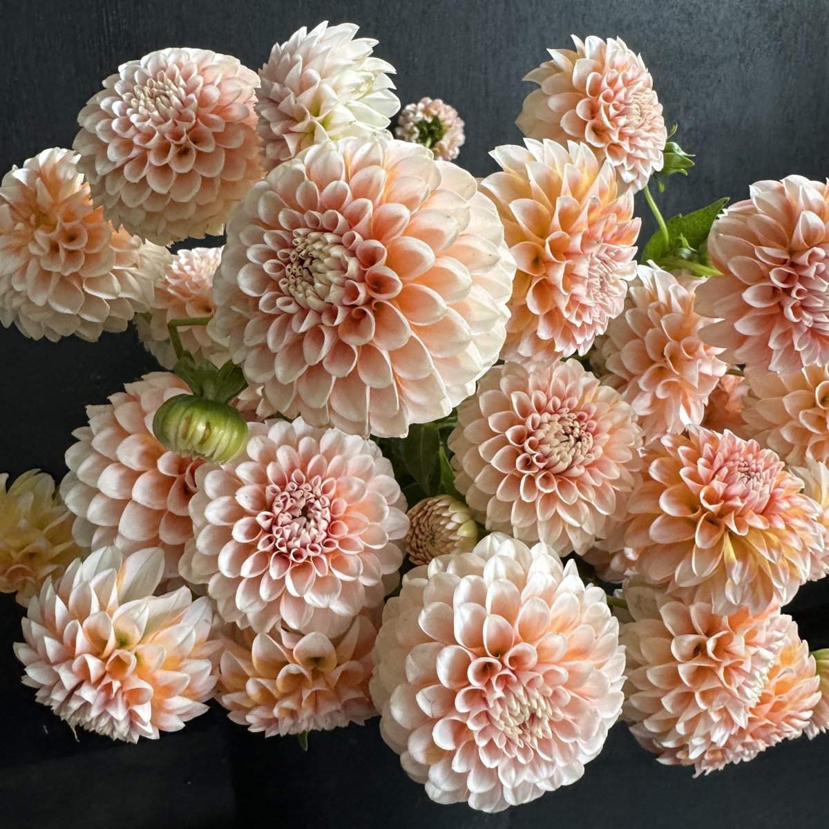 Dahlia Lee's Dotty