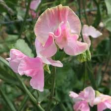 Sweet Pea Mrs Bernard Jones