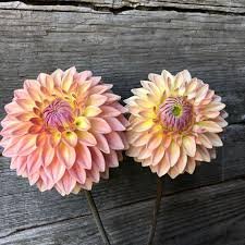 Dahlia Bloomquist Alan