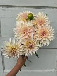 Dahlia Cafe Au Lait Mini