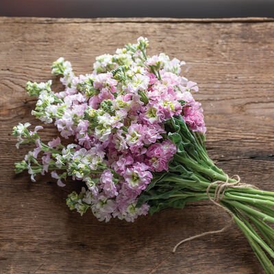 Stock Antique Pink