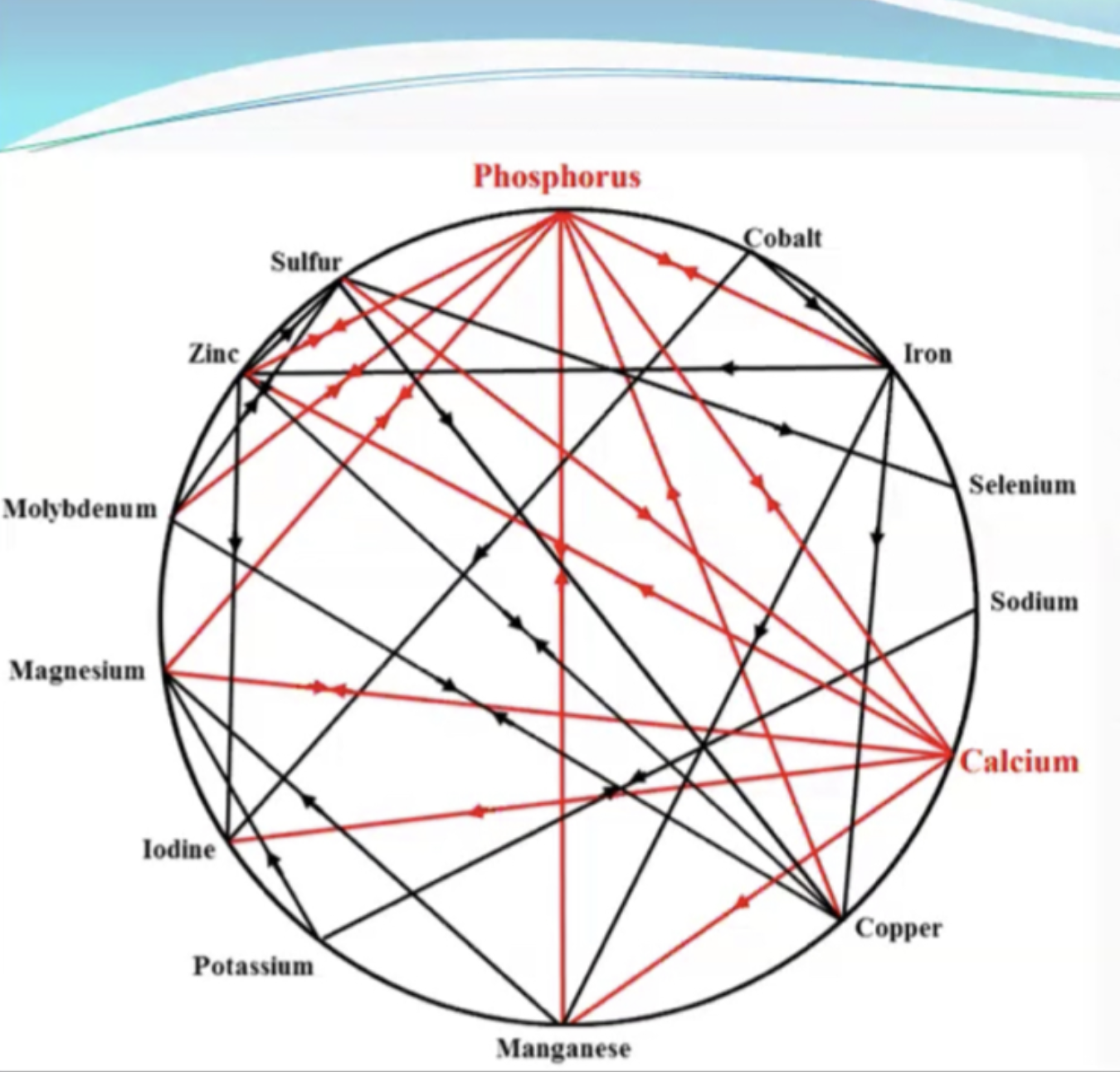 Understanding the Mineral Wheel: How Minerals Work Together in Your Body