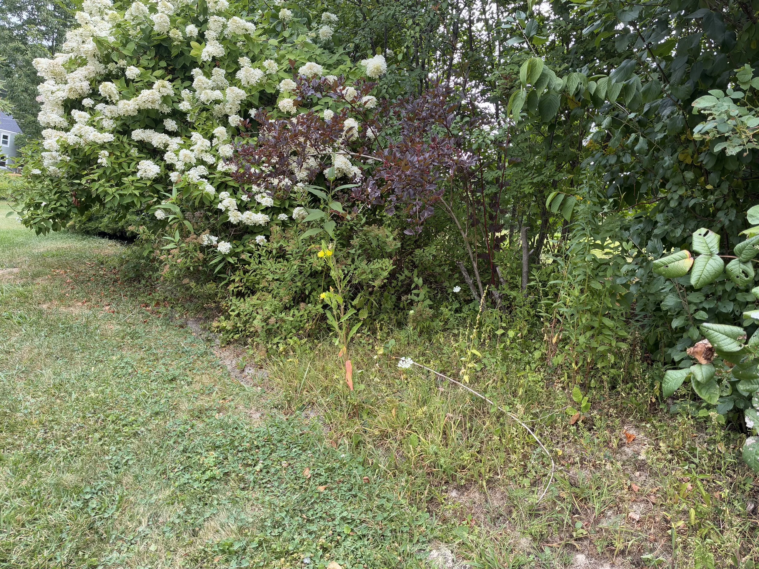 IMG_0323.jpeg