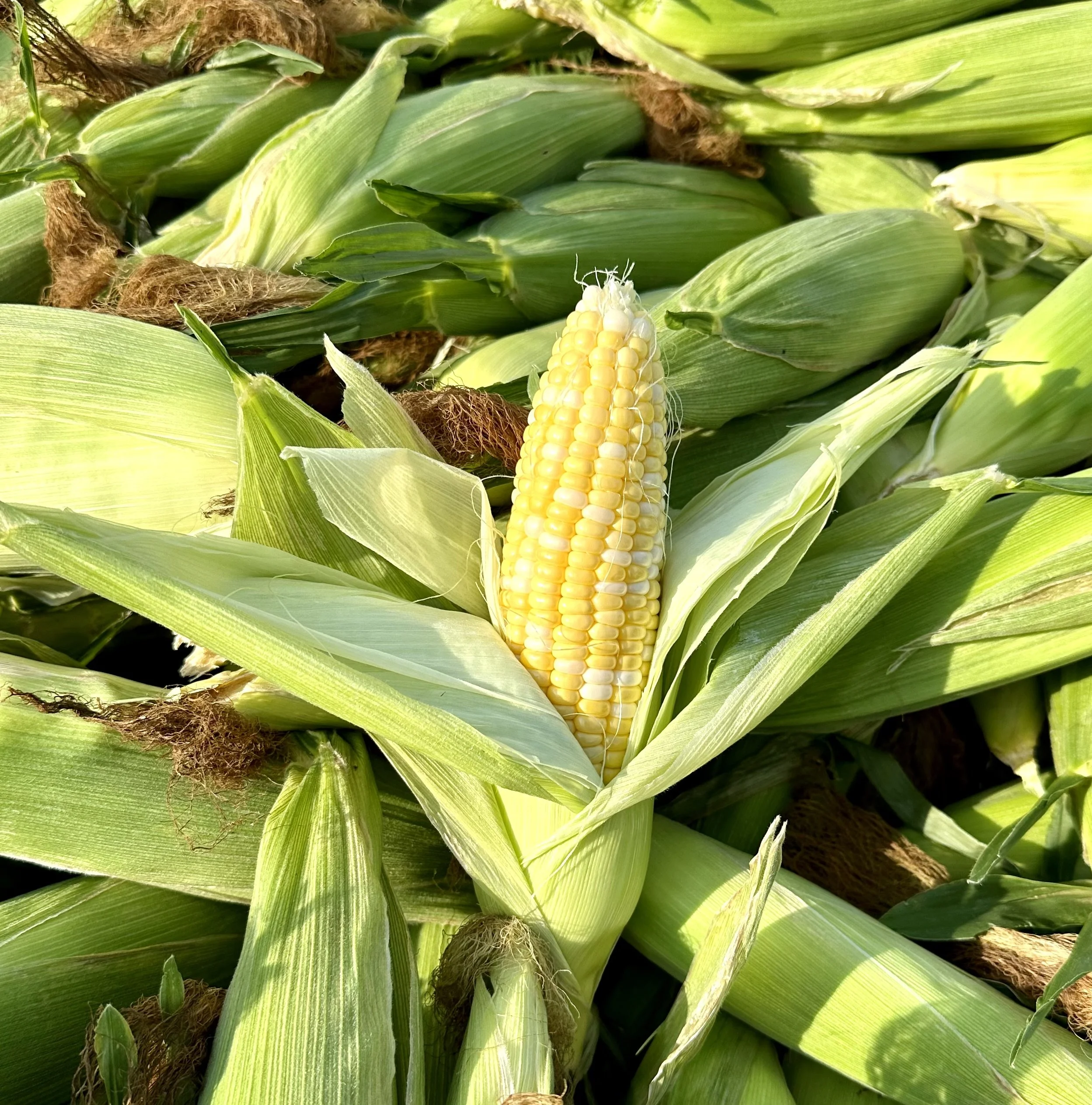 Sweet Corn