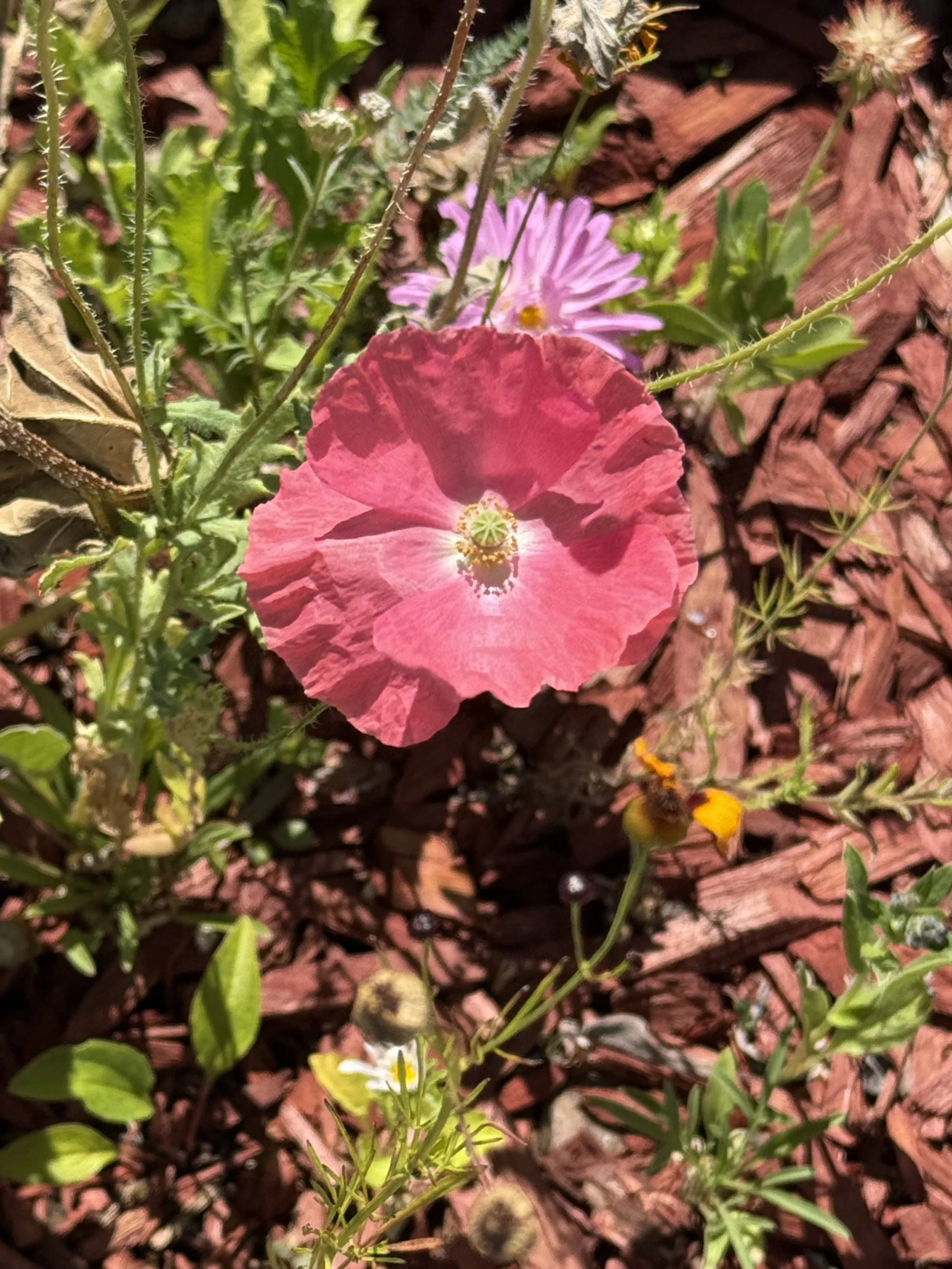 IMG_1018.jpeg