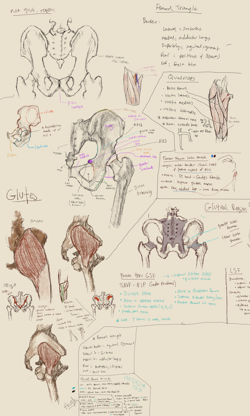 Anatomy study (lower extremities)