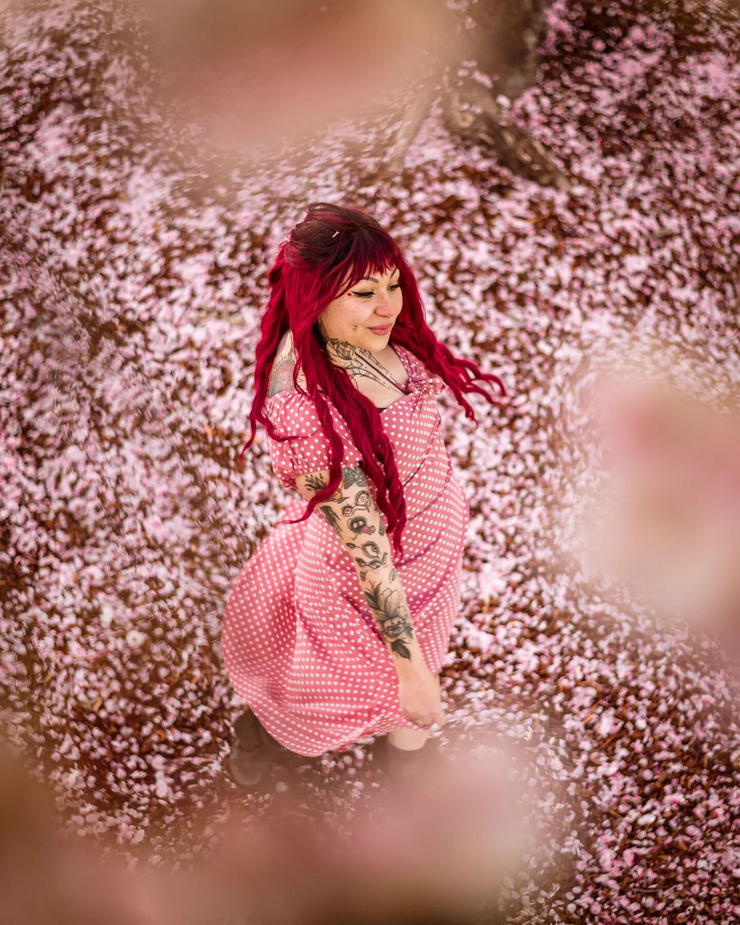 ***Pretty in Pink*** 

Any other photographer really love how a 50mm 1.8 lens looks. 

The swirls in the petals on the ground and the softness of the petals in the trees. 

So glad I climbed up and shot down from inside the tree.

@yokaiaa putting on