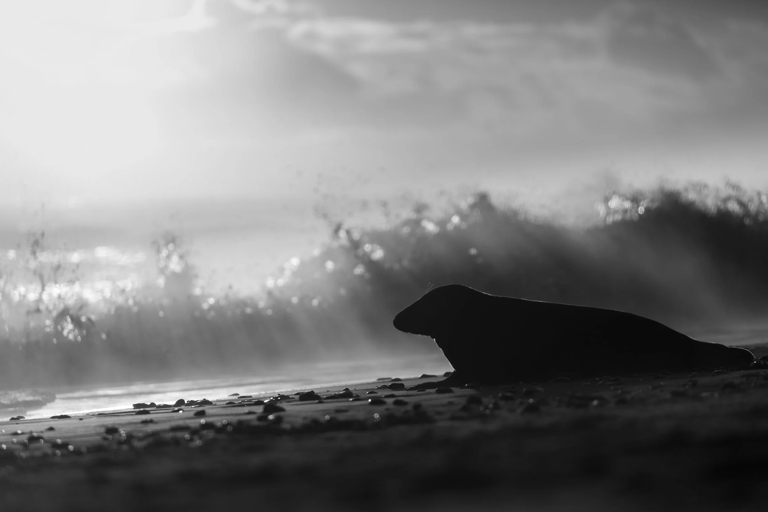 Seal and seashore