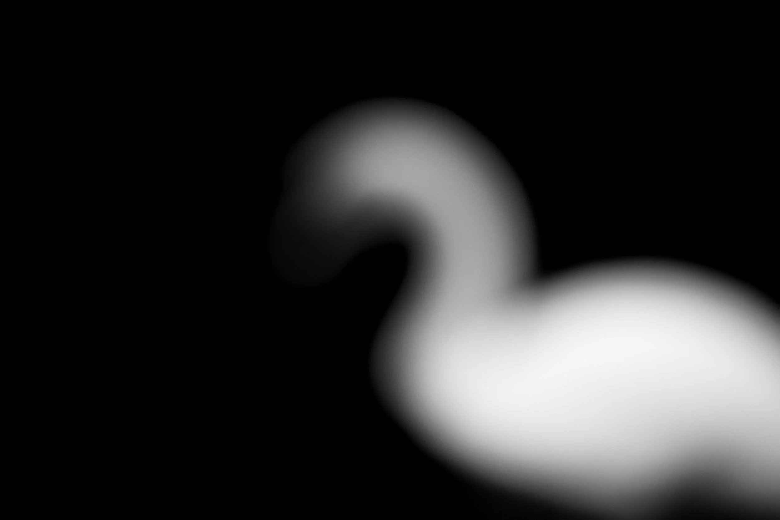 Swan black and white photography abstract