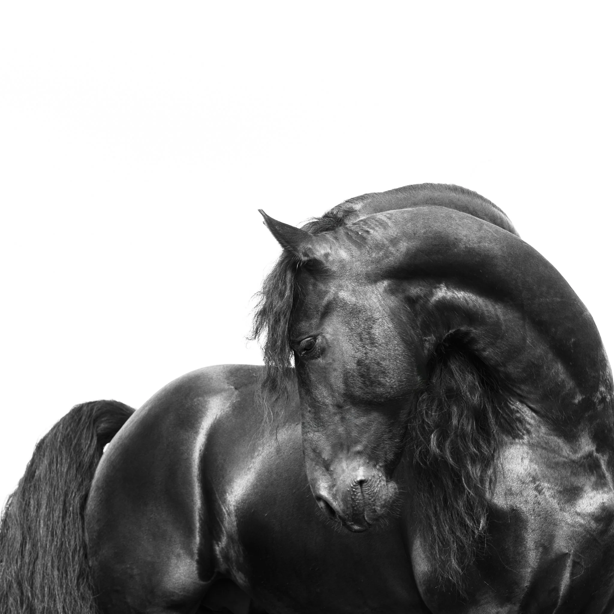 Sheen and Shadow - Ive been lucky to have photographer some stunning horses. This Friesian being one of them. Being a working horse for the best horse and carriage team in the U.K its no surprising it was well polished. Showing of the form of a black