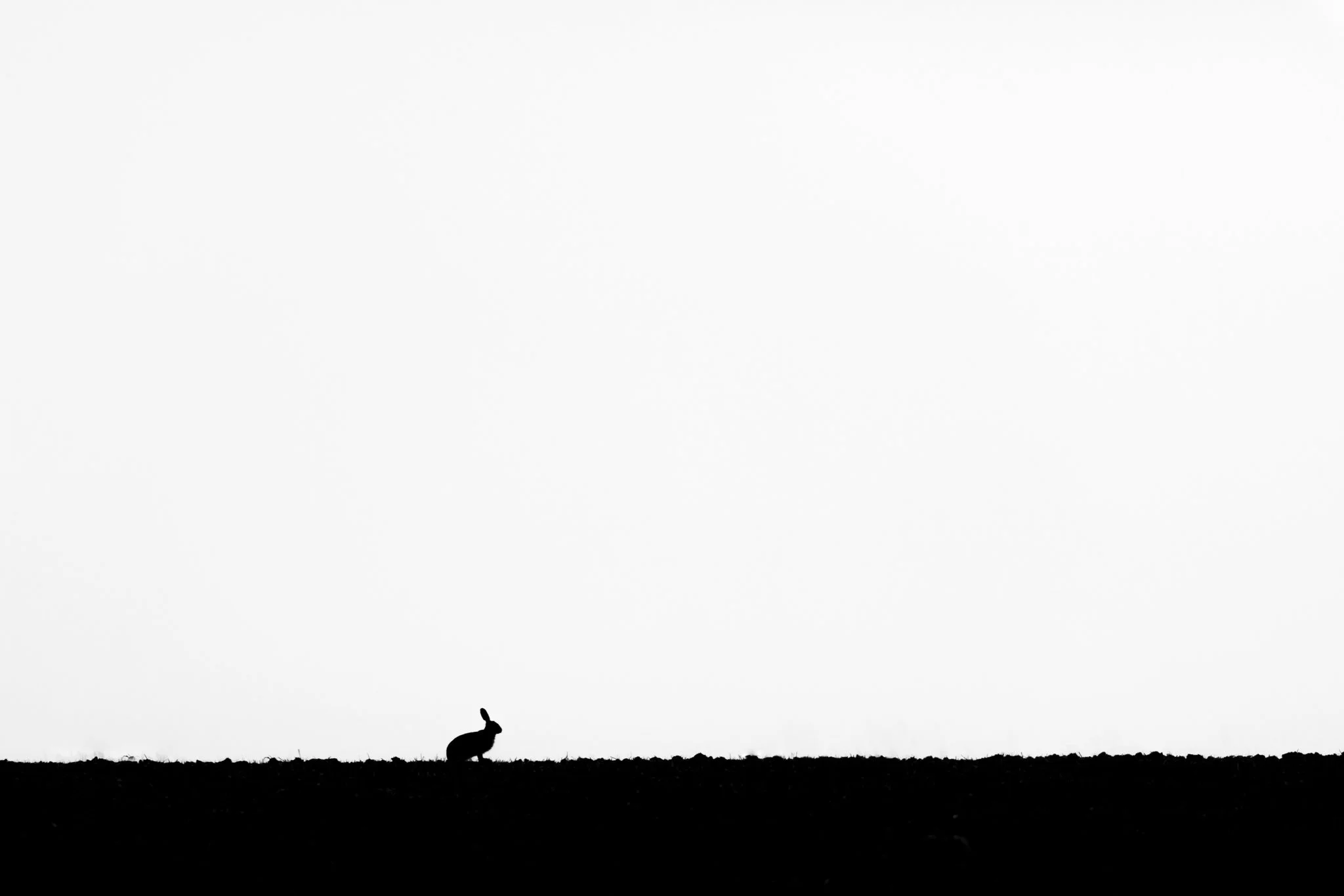 Lonely Brown Hare silhouette. Black and white Photograph By Ian Hull