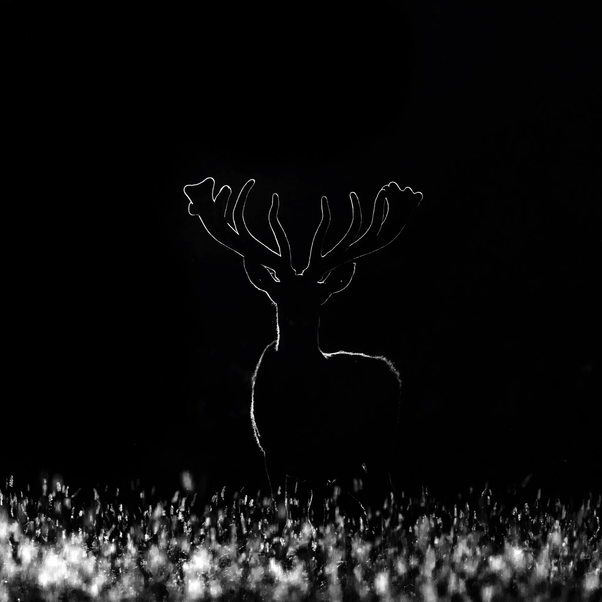 Black and white silhouetted rim lit of a deer with large antlers standing in grass, with a solid black background.