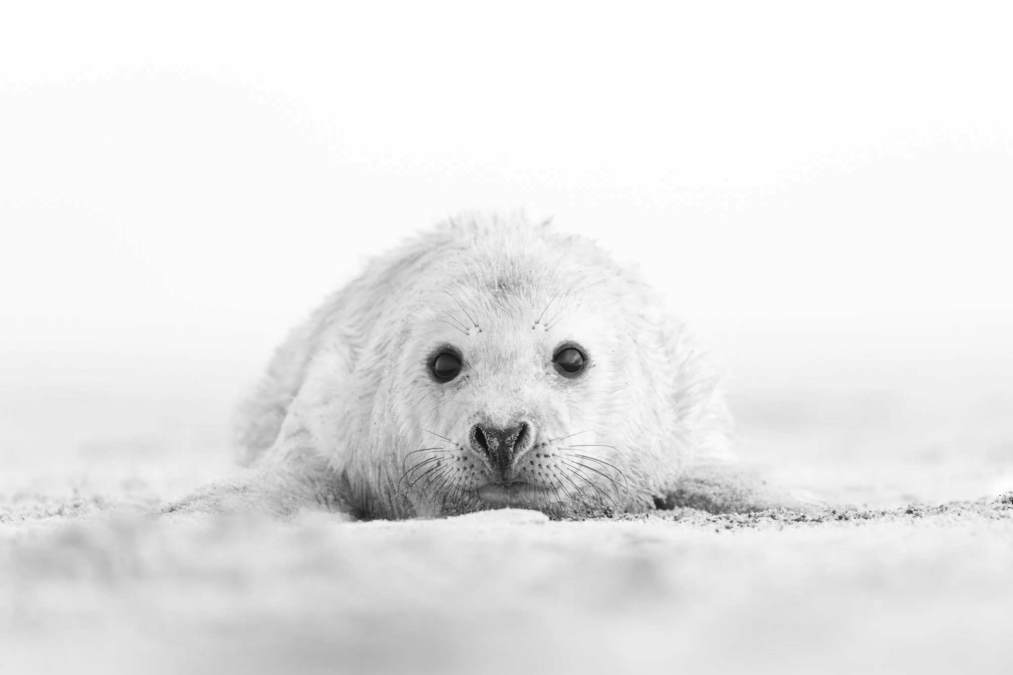 Puppy Eyes - A Grey Seal pup lying on a Norfolk beach, facing the camera with wide eyes.