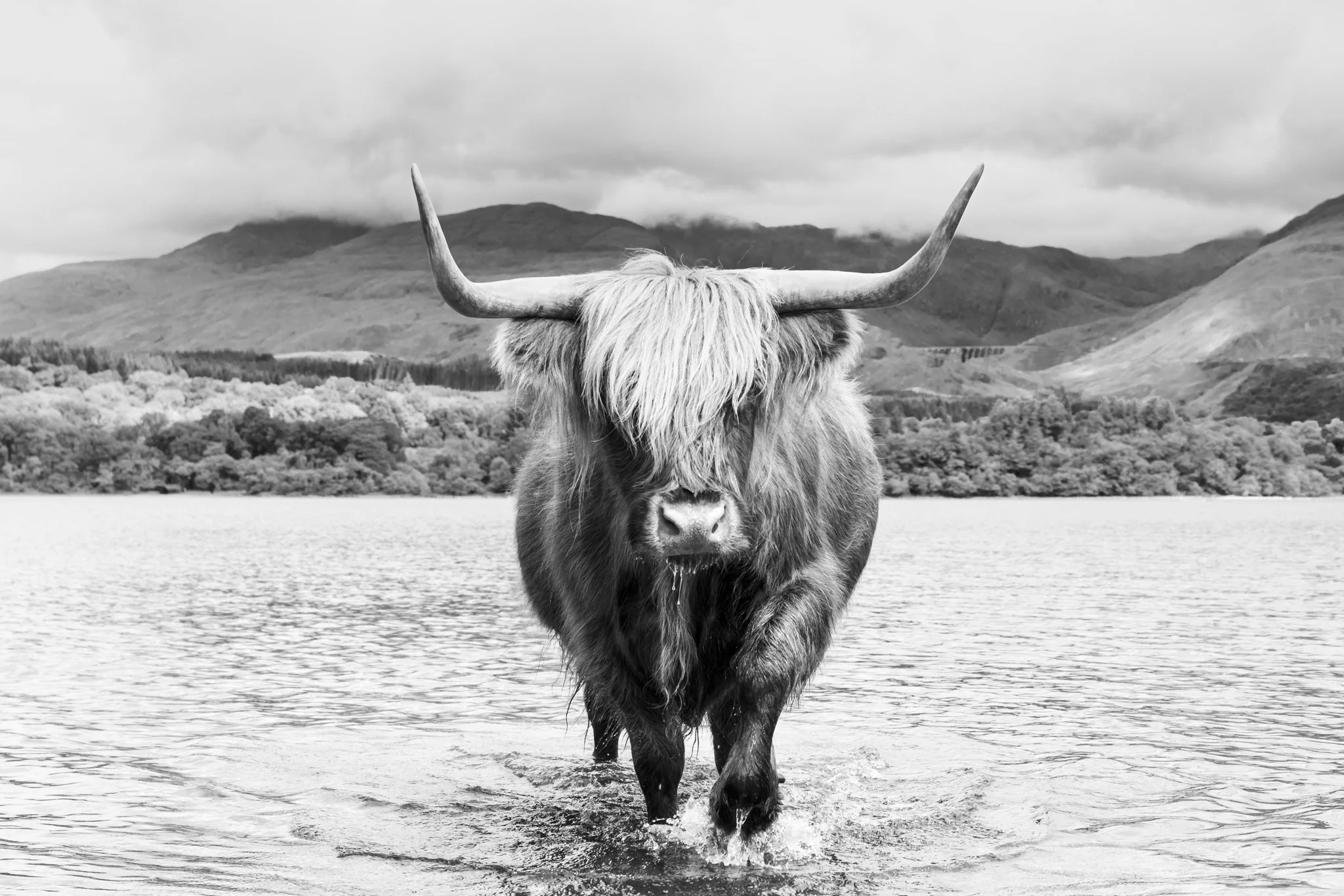 Scotland's Finest - A Highland cow from a prize winning bloodline walking in Loch Awe with a background of mountains.