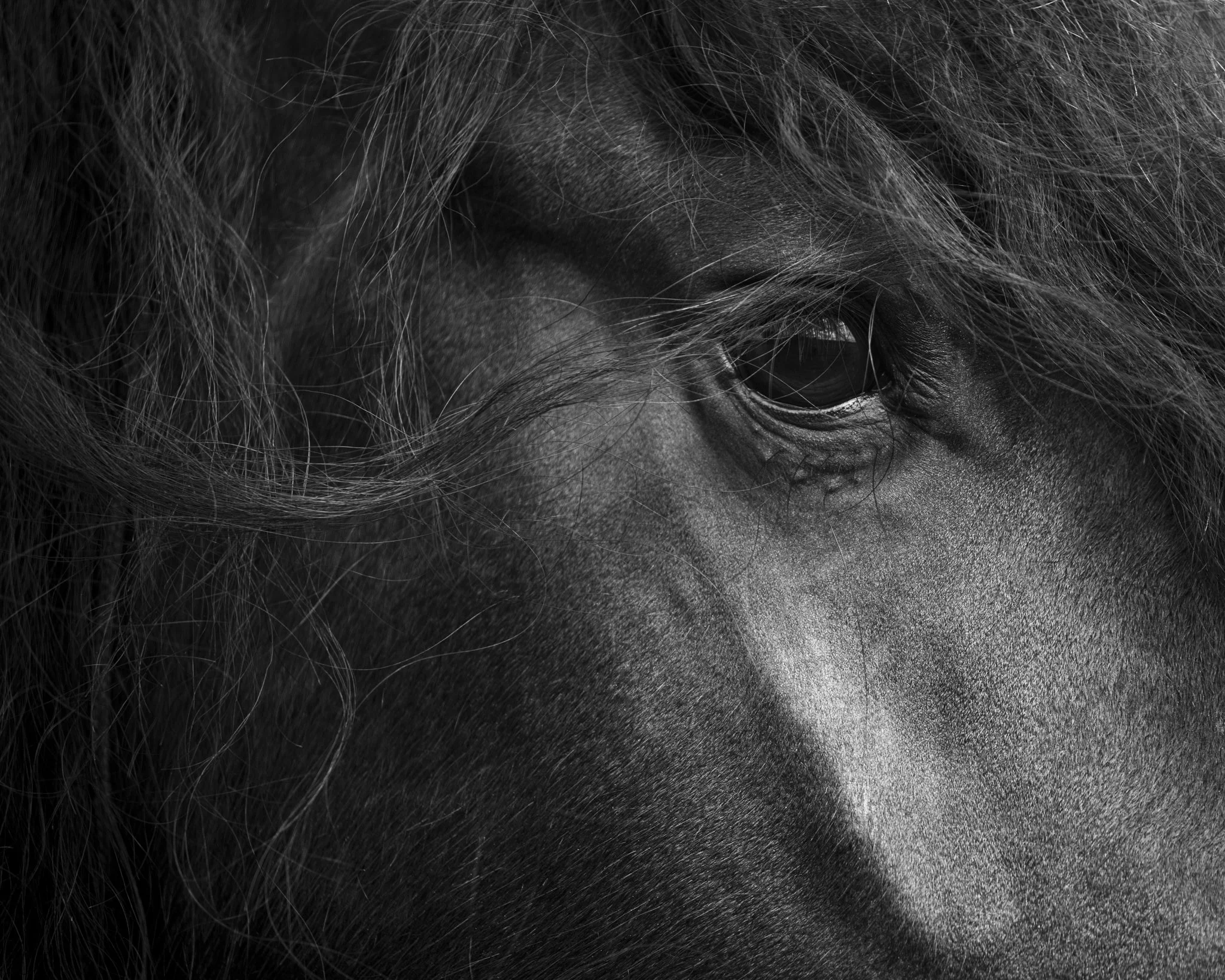 Window to the soul - Close-up of a Freisian horse's face, showing its eye, mane, and textured coat in black and white.