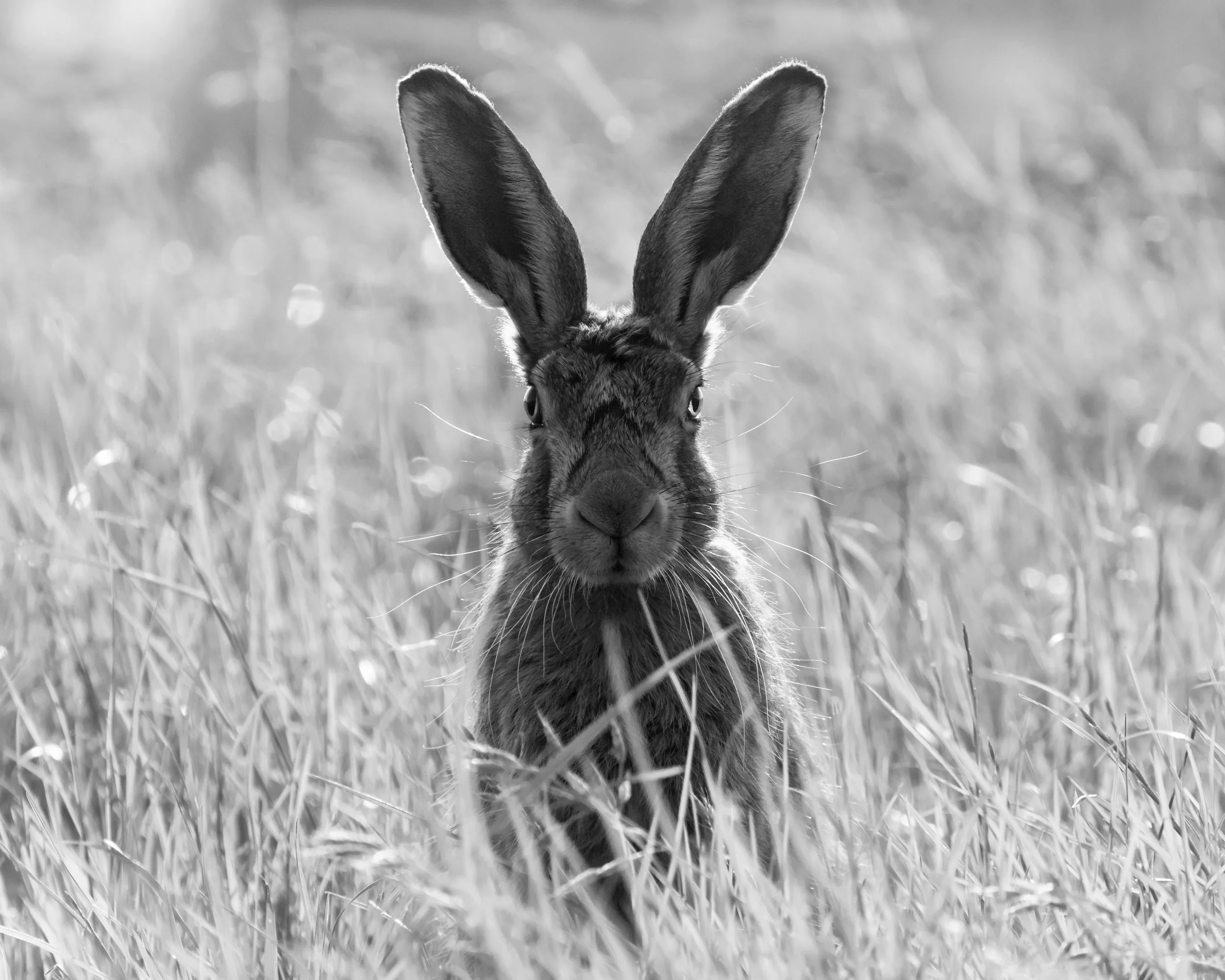 Hare Portrait