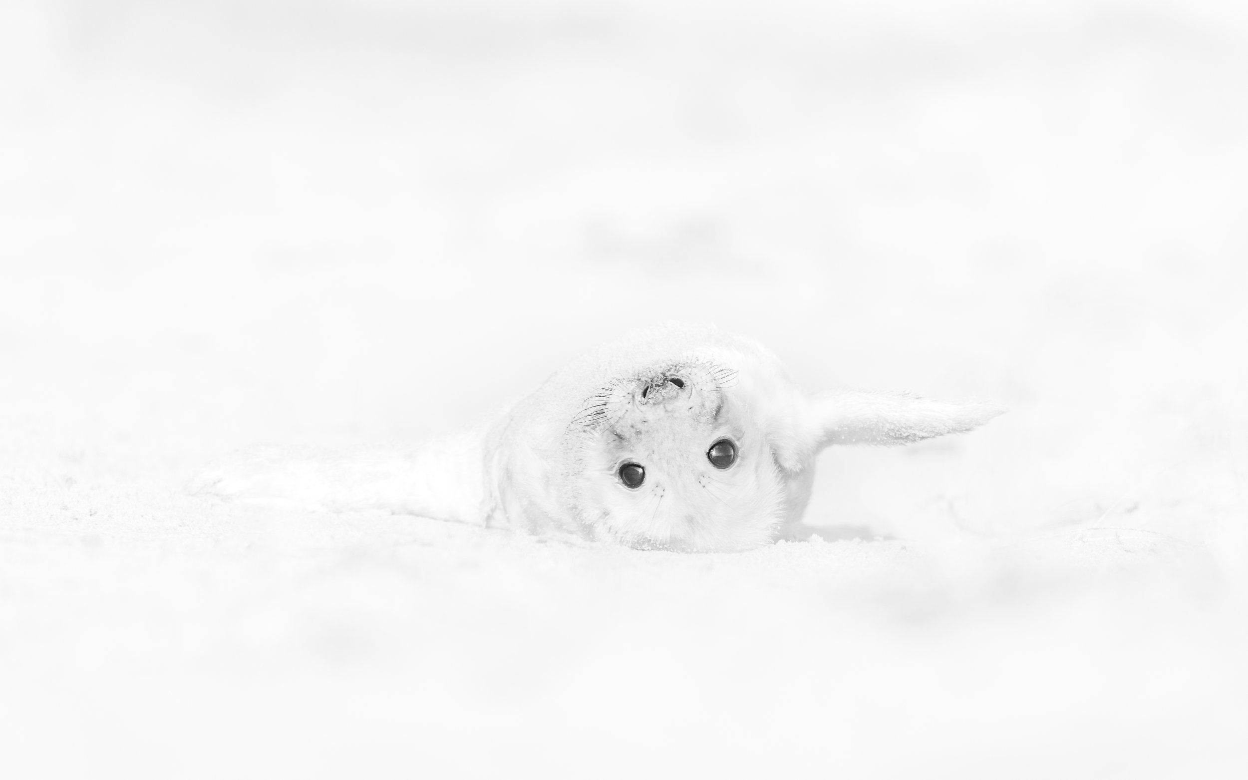 Grey Seal pup playing on a Norfolk Beach