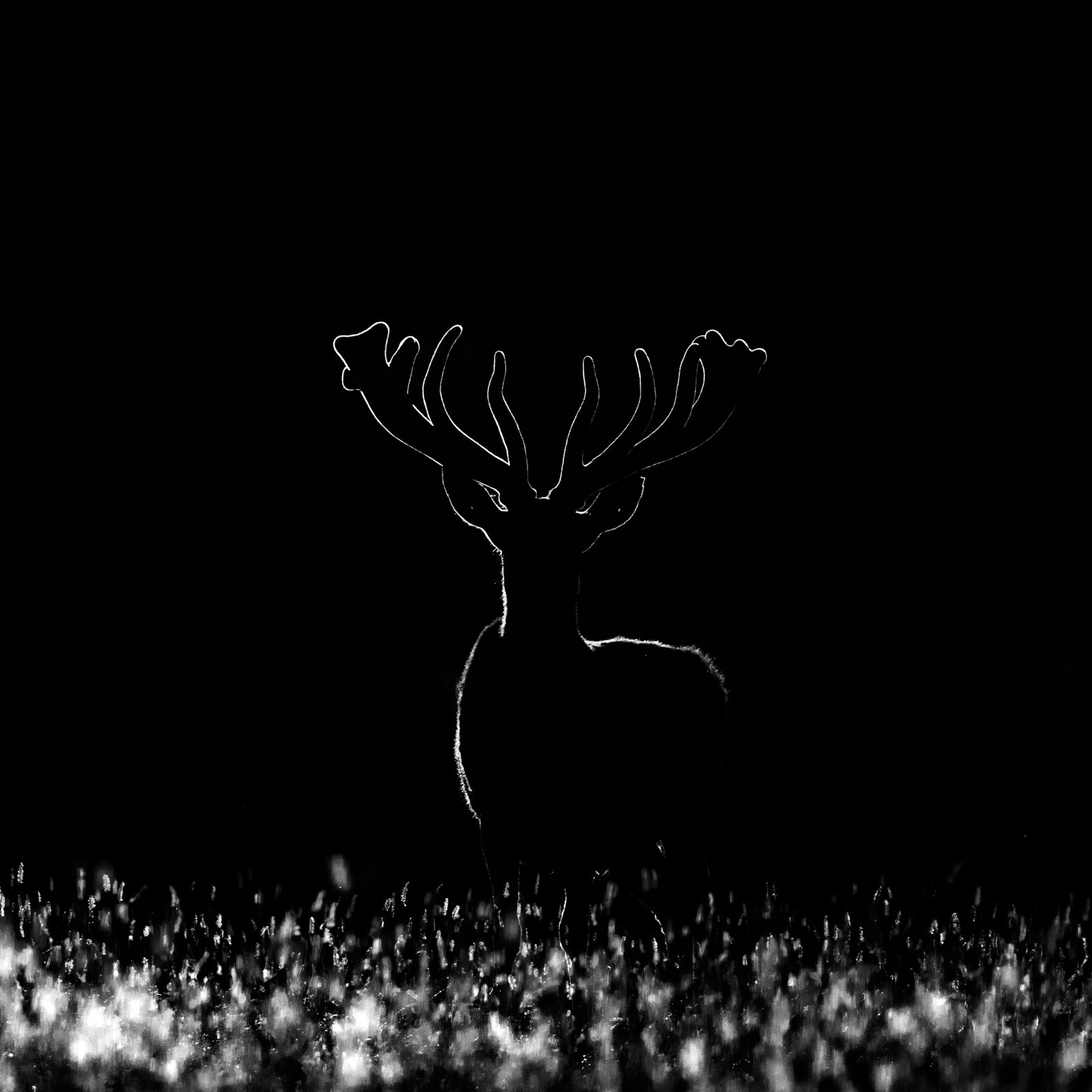 Red Deer stag, photographed back-lit.