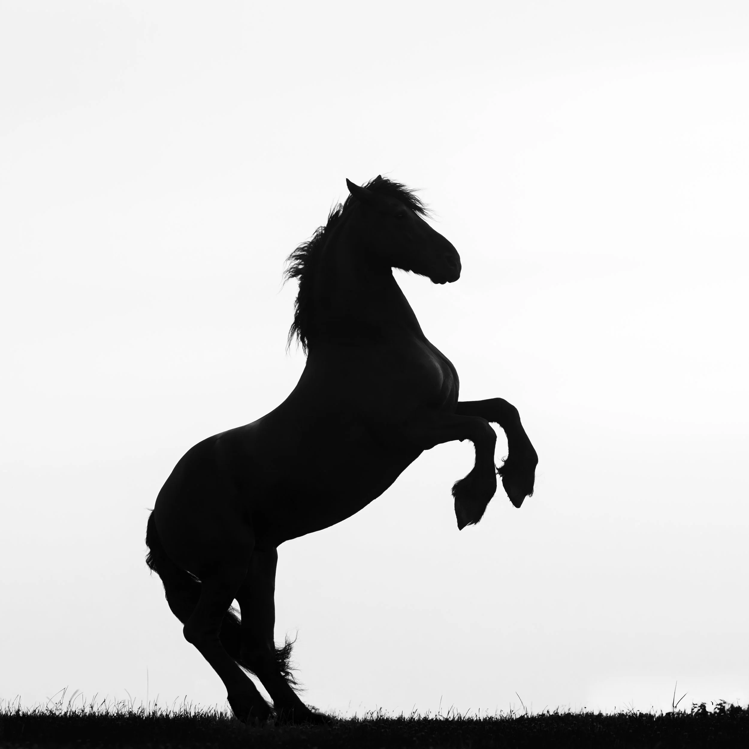 Rearing horse.jpg