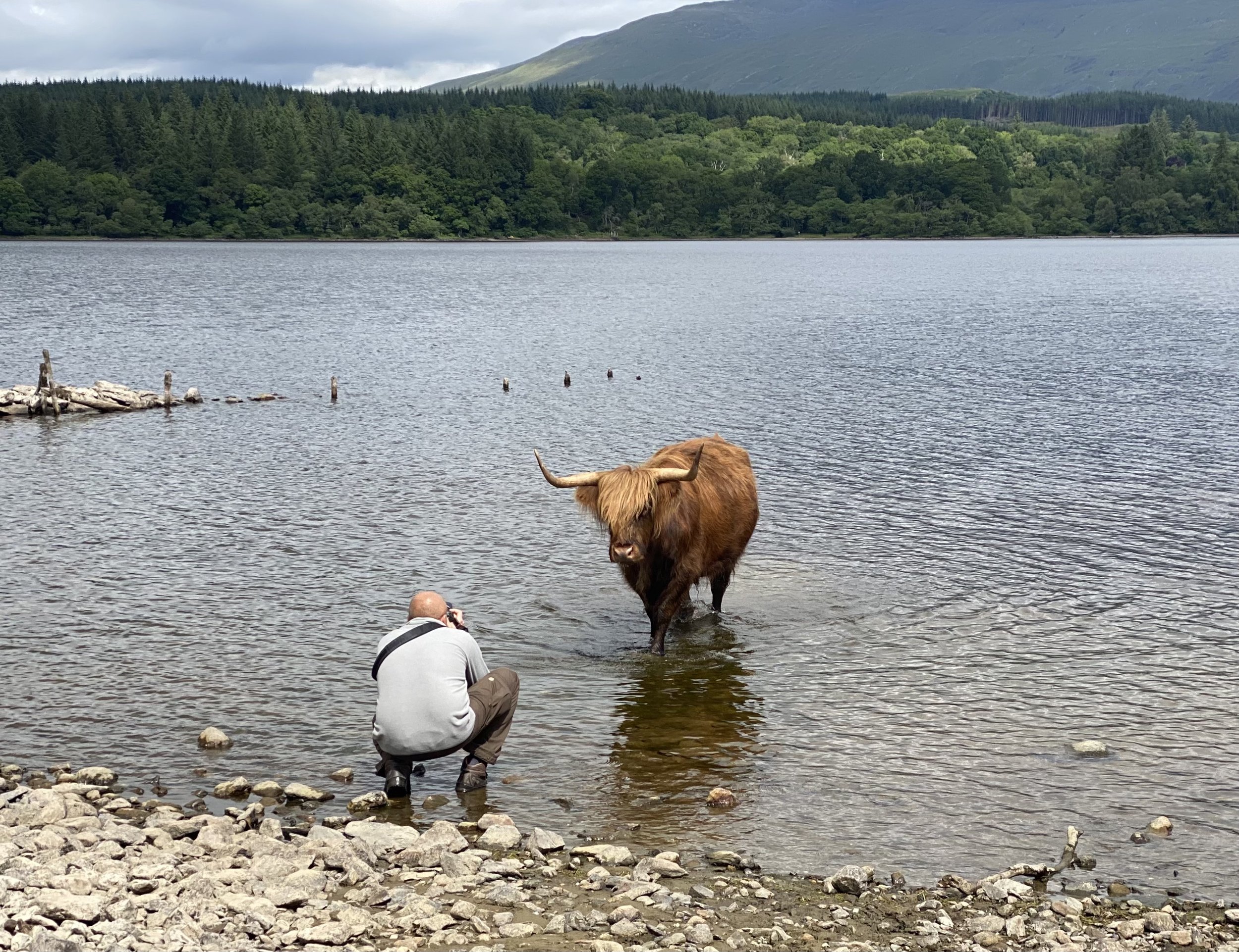 Ian Hull photographing a highland cow in Lochawe, Scotland. Capturing the photograph named, Lochawe.