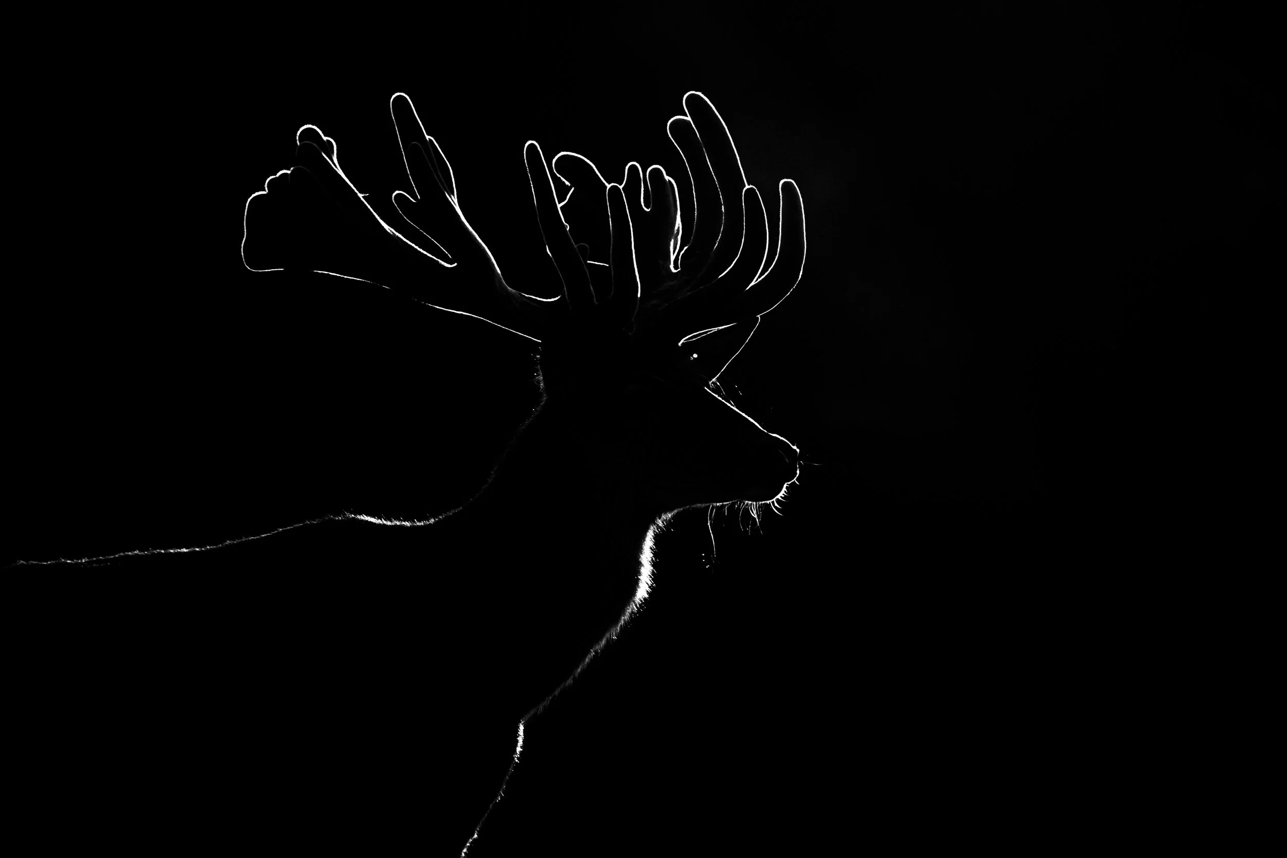 Silver Lining - Minimalist silhouette/rim lit portrait of a deer with large antlers against a black background.