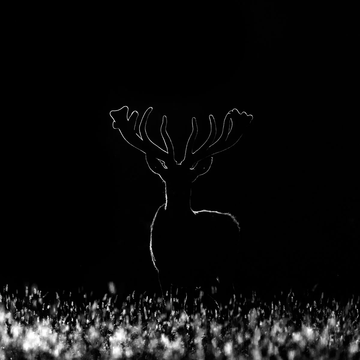 Stag outline
