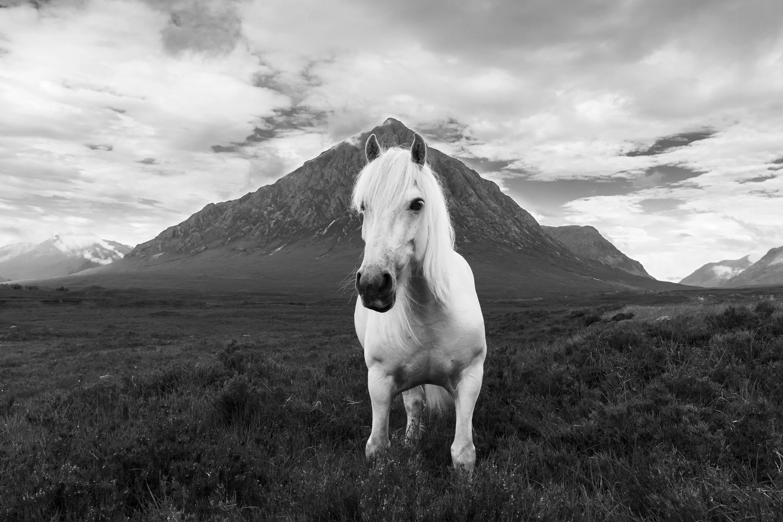 The Buchaille - Black and white photo of a white highland pony standing on moorland in front of the famous Buchaille Etive Mor mountain in Glencoe. with a nice cloudy sky.