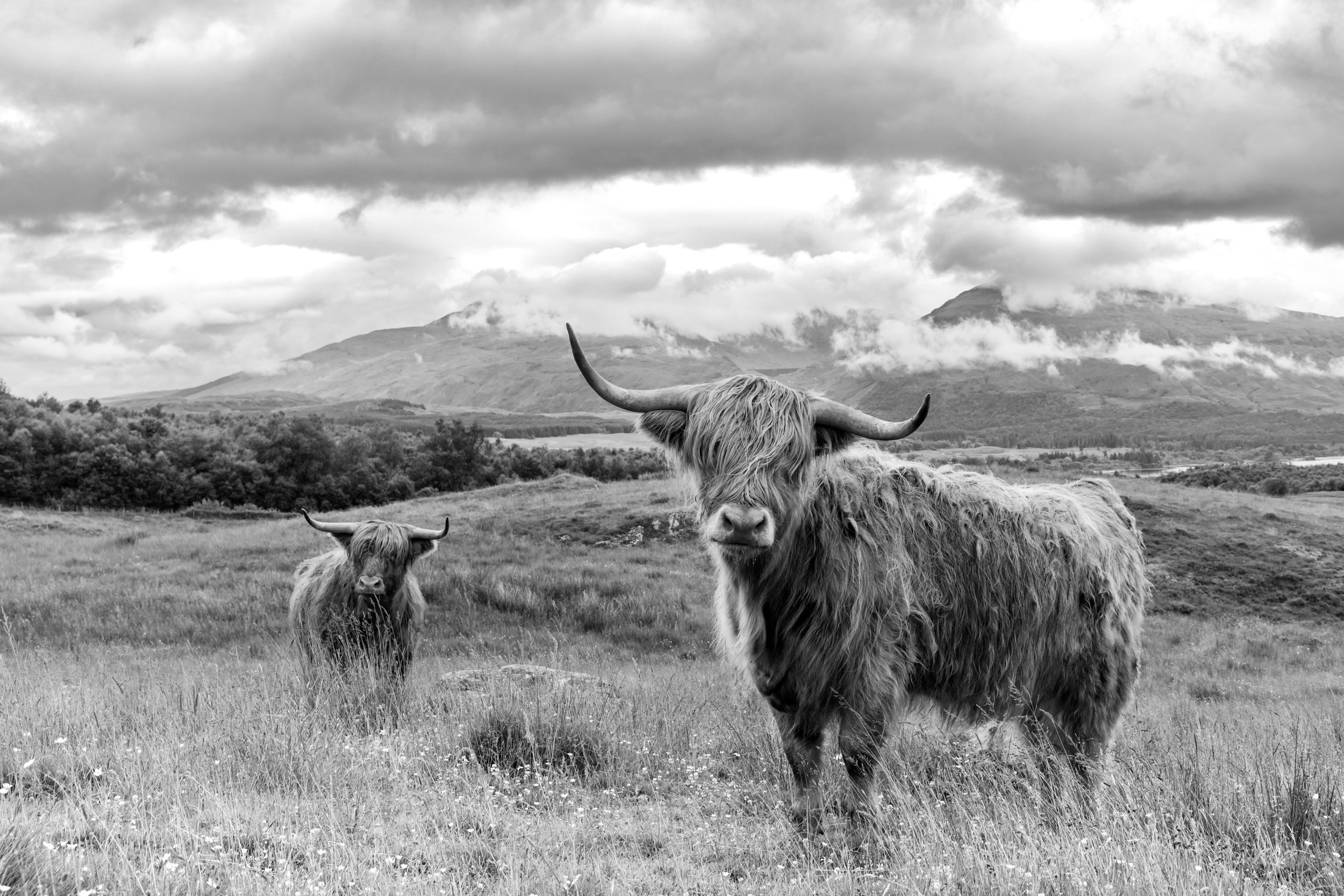 The Icons - Every one loves highland cows. Teddy bear faces and viking horns, it's a must see when visiting Scotland. I found an award winning blood line cattle fold dating back to 1885. Sold through out Europe and Australia. The setting that these c
