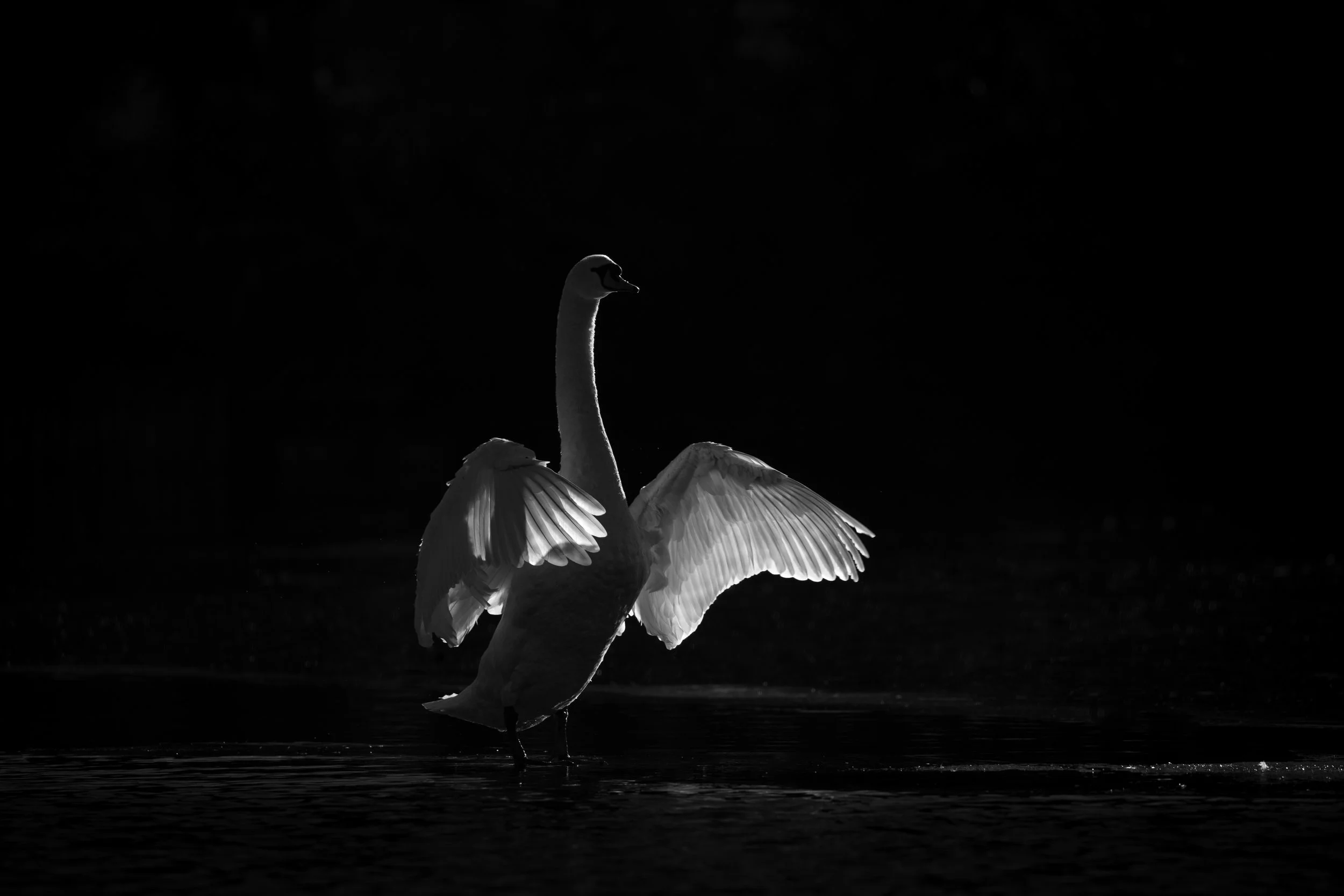 The Conductor - Taken one frozen morning on a local lake. Knowing the lake well, I knew there was potential to make an elegant picture of a Swan. There's lots of Swan pictures taken every week, very few do this majestic bird justice. I feel I've mana