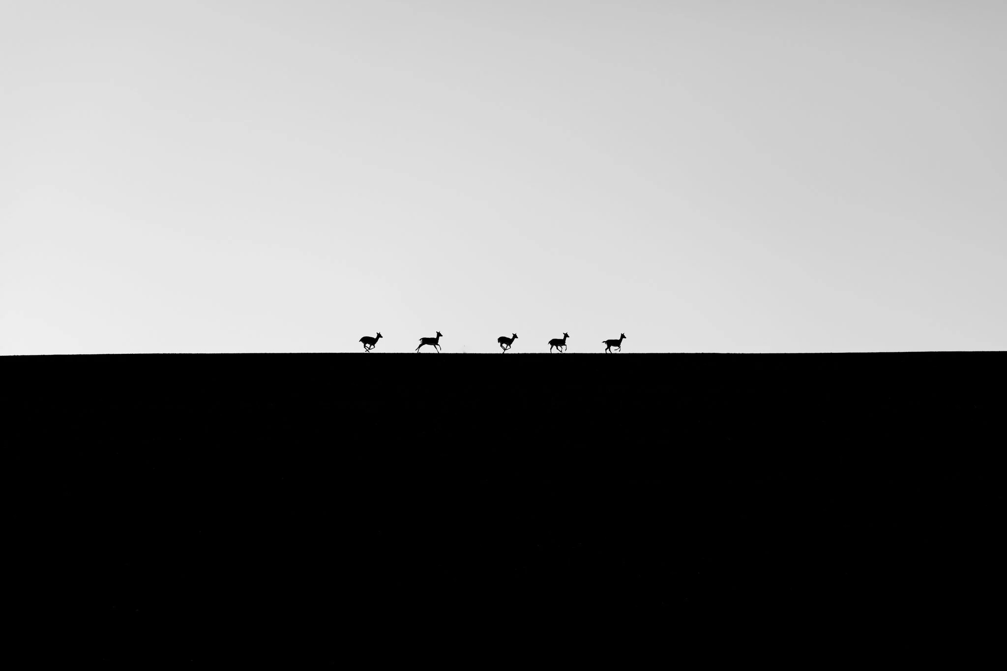 Five of Ninety - Finding a large herd of Fallow deer locally that frequented on a brow of a hill was to good not to capture a minimal photograph. Trying to capture all ninety in one frame was to messy, so opted for a odd number in a smaller group.
