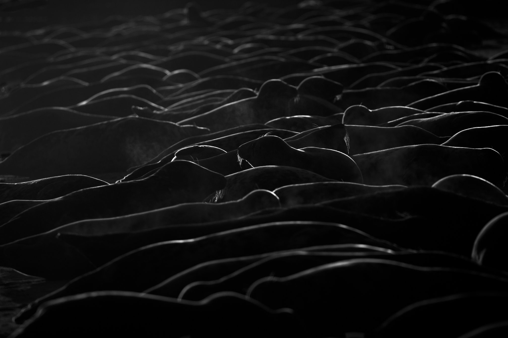 Back lit Grey Seals huddled up on a Norfolk beach.