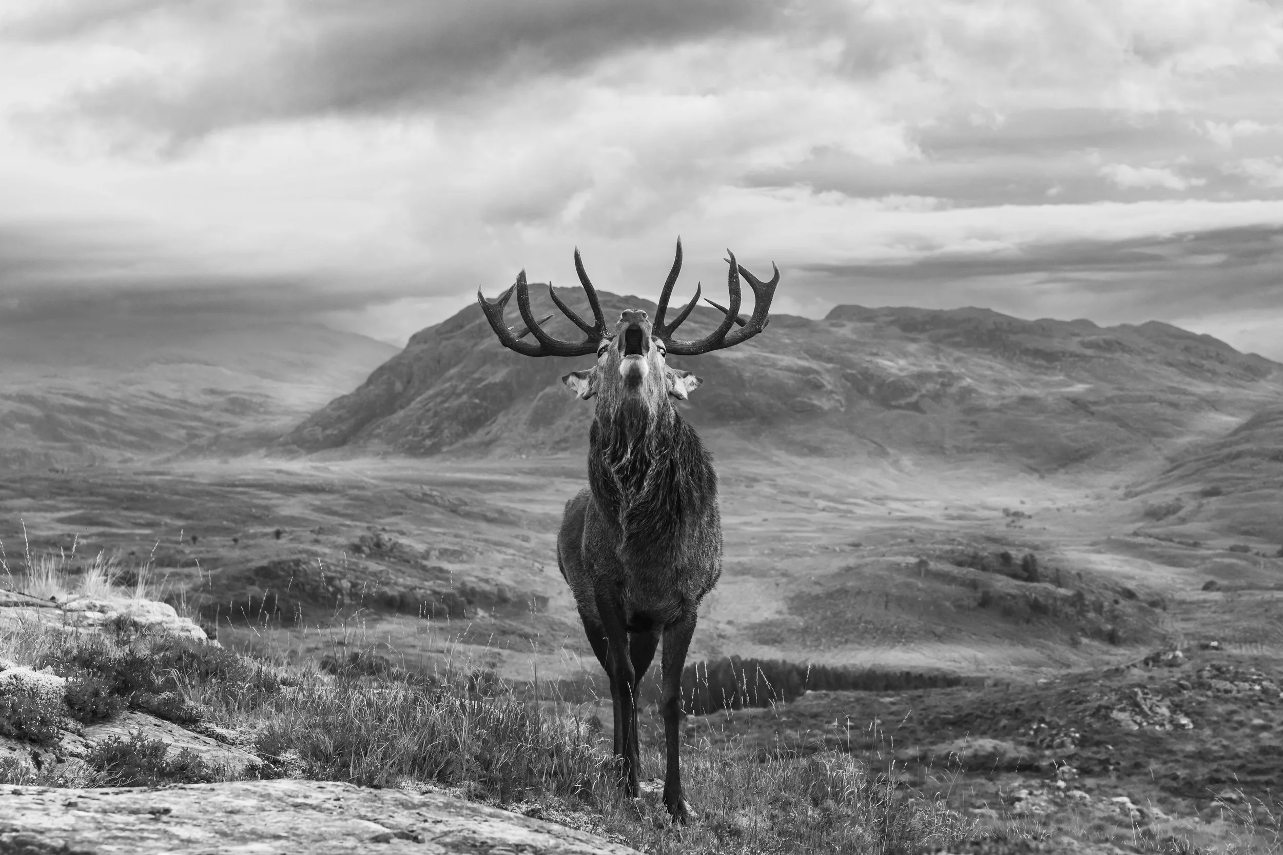 King - A Red deer stag with large antlers and bellowing during the early stages of the rutting season on the west coast highlands of Scotland. Its a truly majestic animal. Photographed on the morning of Queen Elizabeth's funeral, it certainly had a v