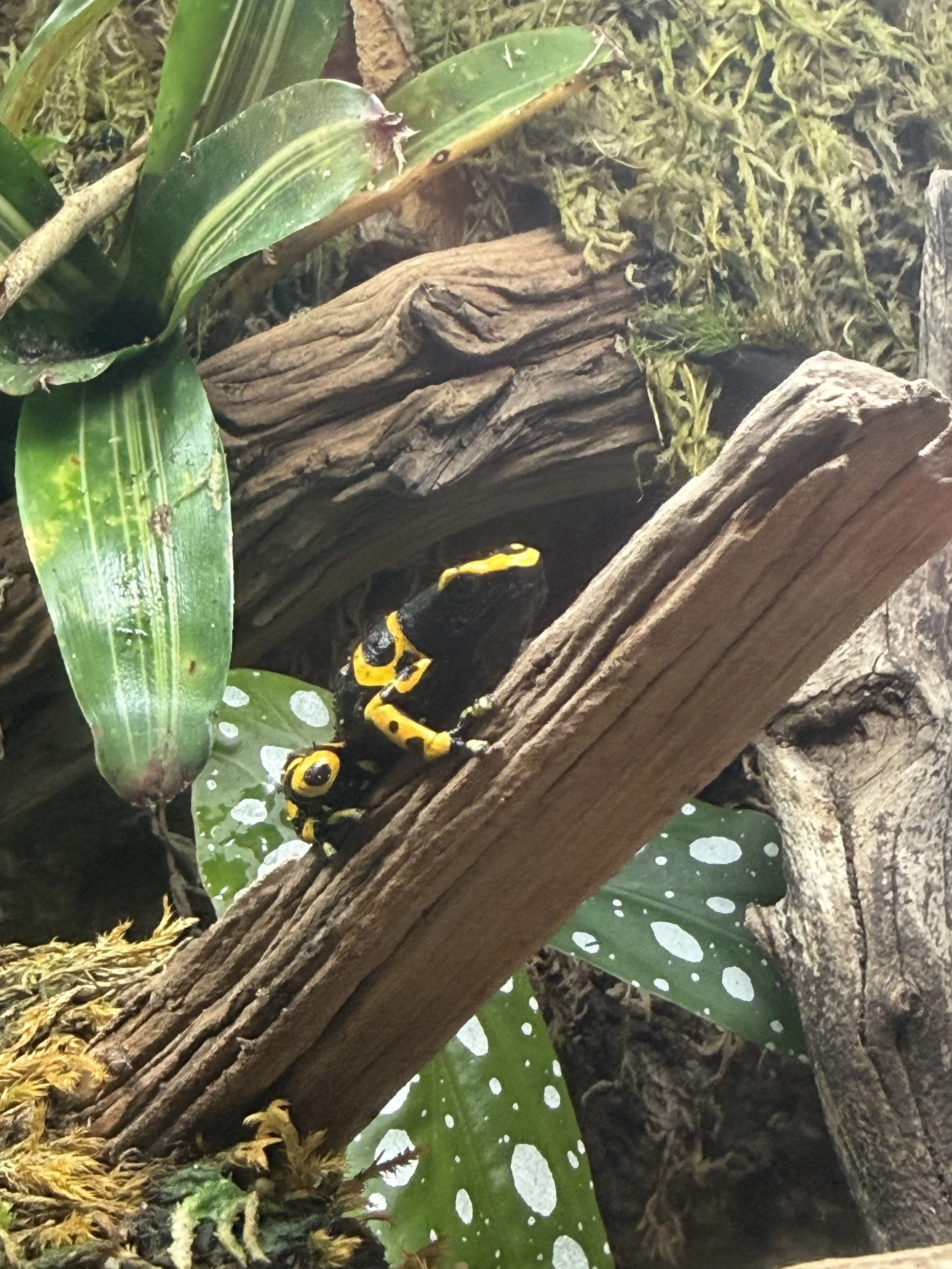 IMG_0970.jpeg
