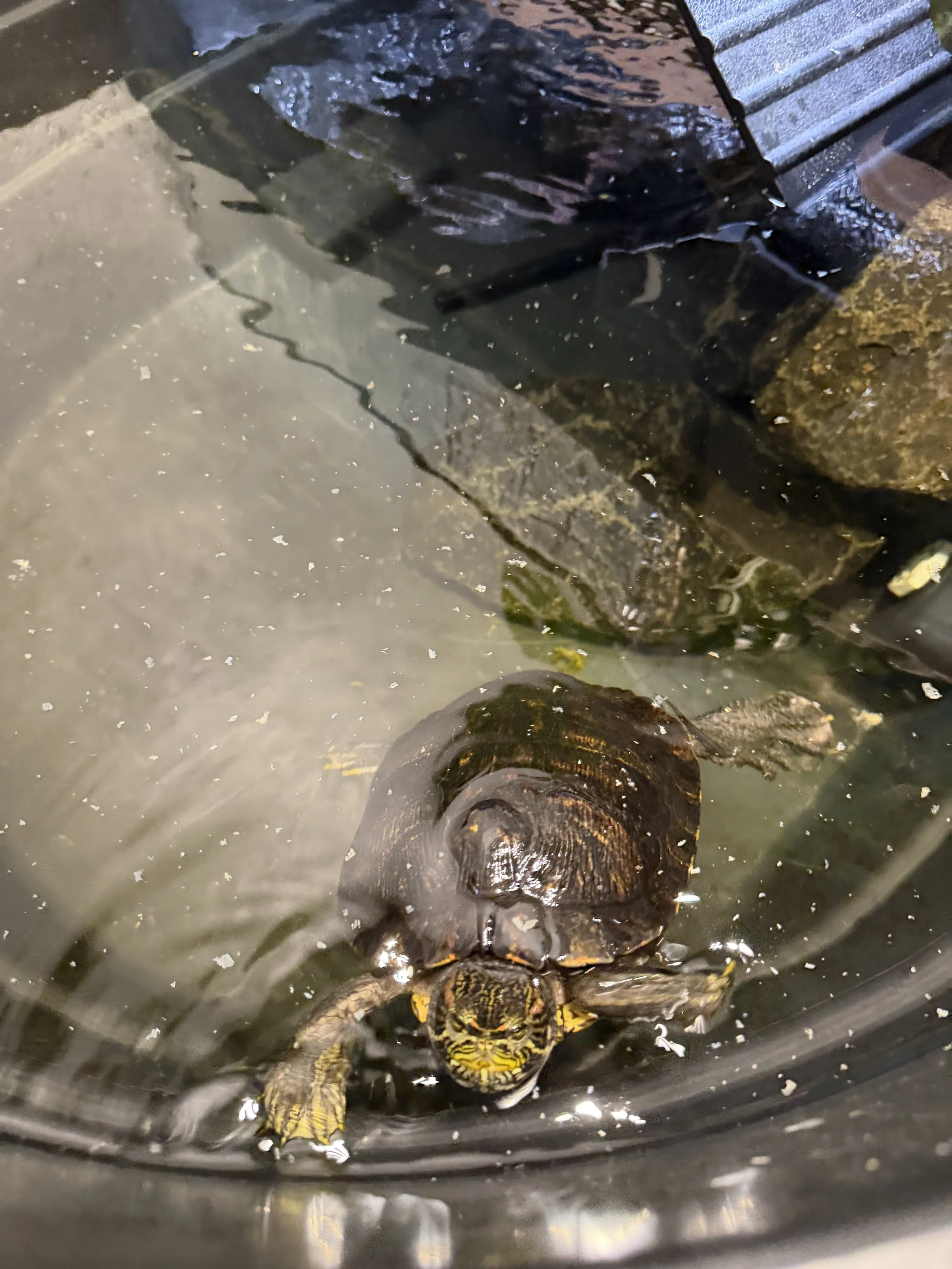 A turtle with a yellow and black pattern on its shell and head swimming in water, near rocks and a metal grate.