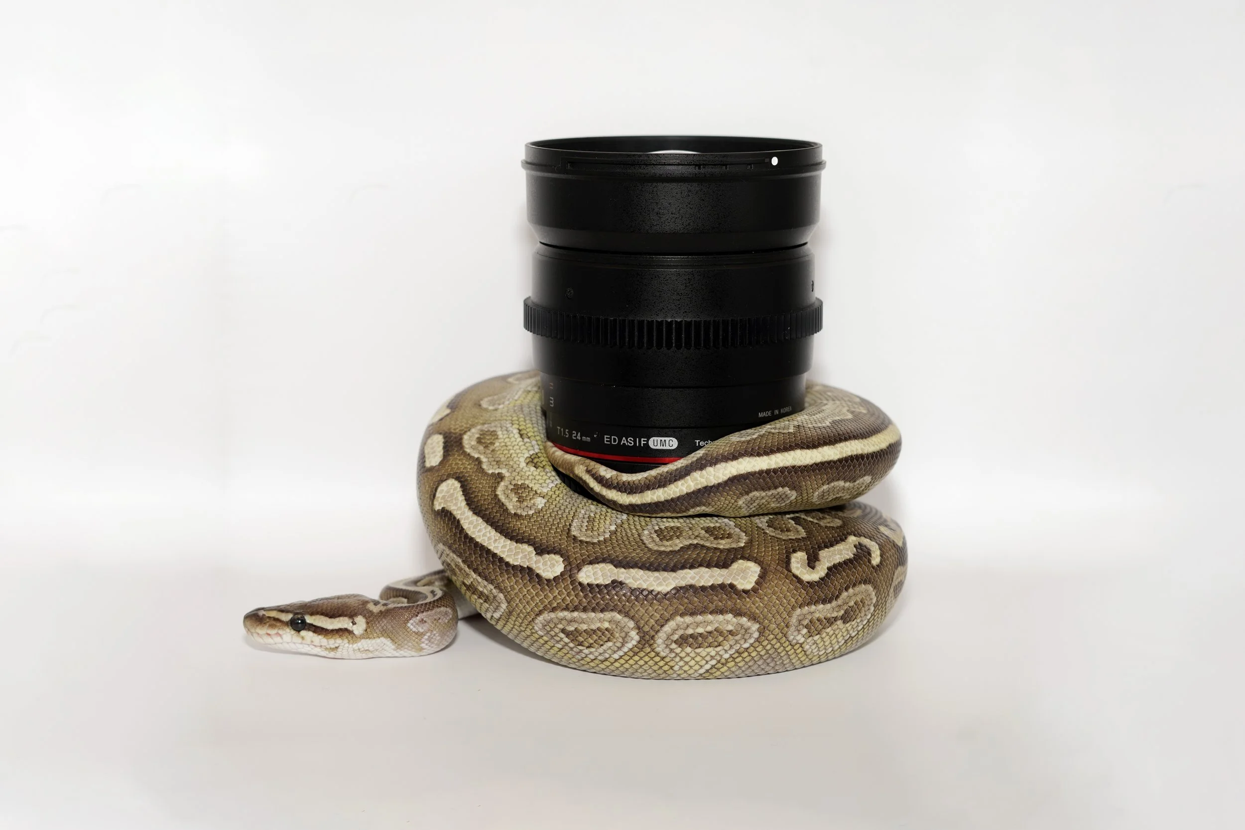 Ball Python around Lens