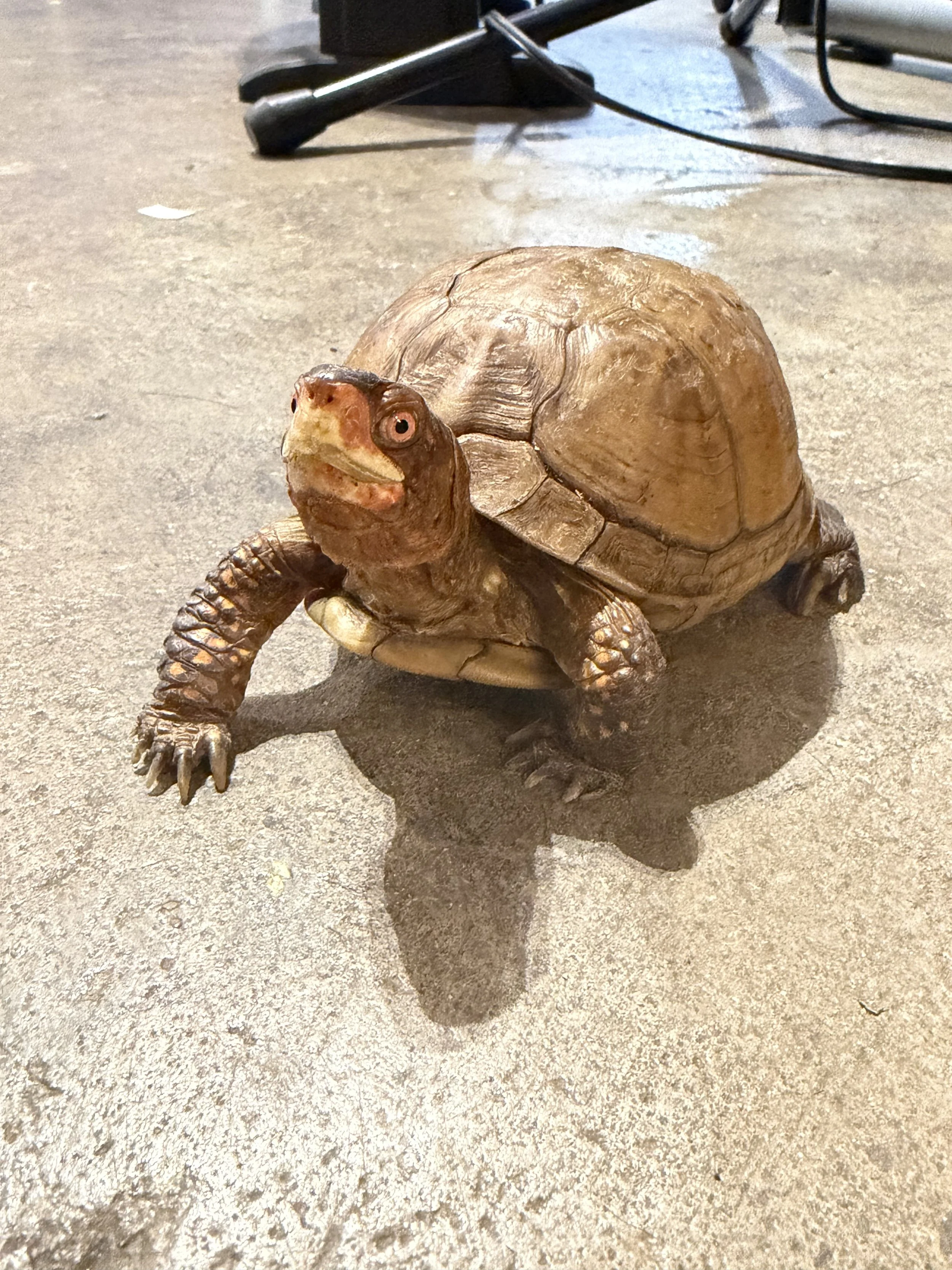 A turtle with a brown shell and head, walking on a concrete floor, with some equipment and cables in the background.