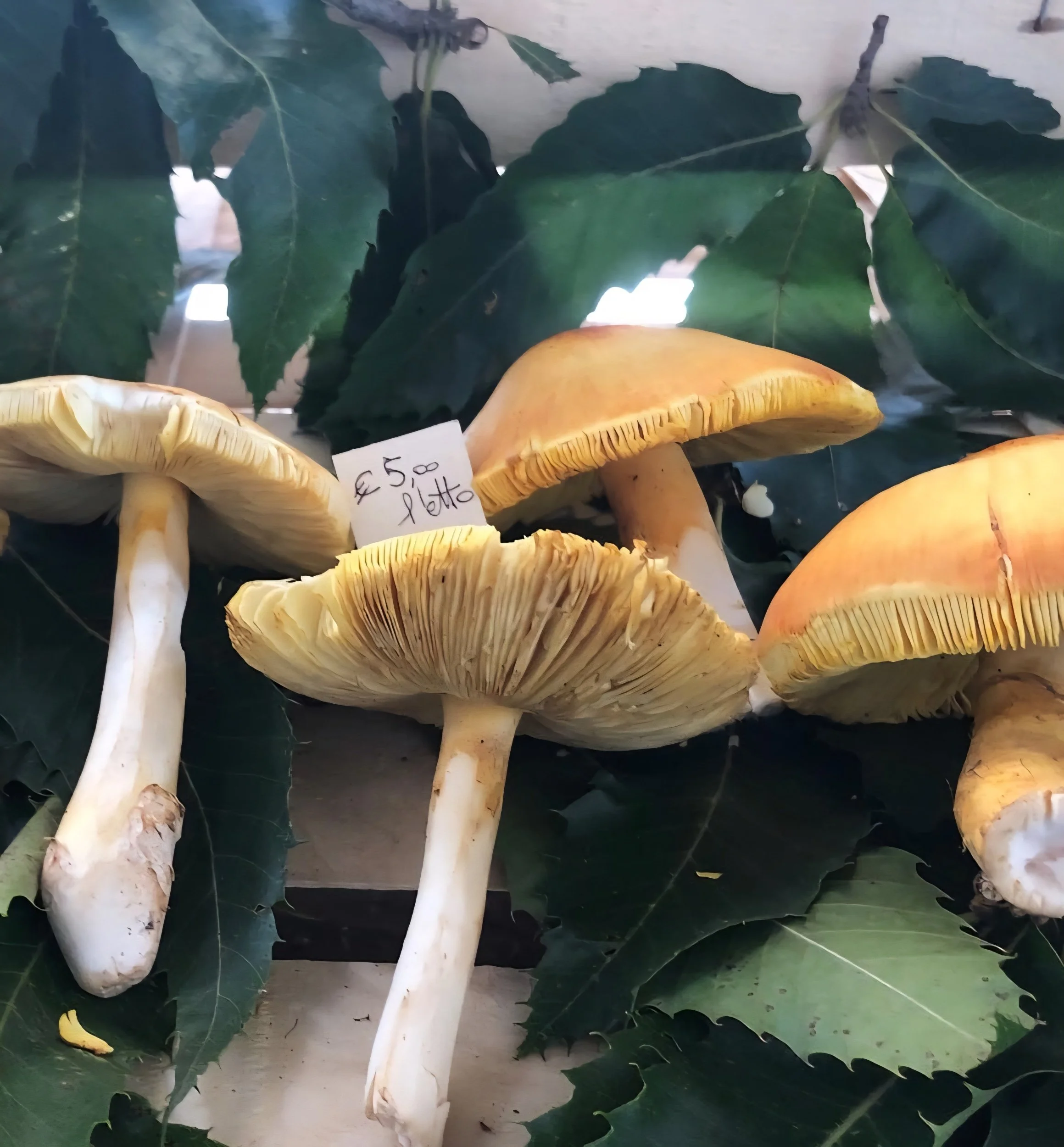 mushroom italian market