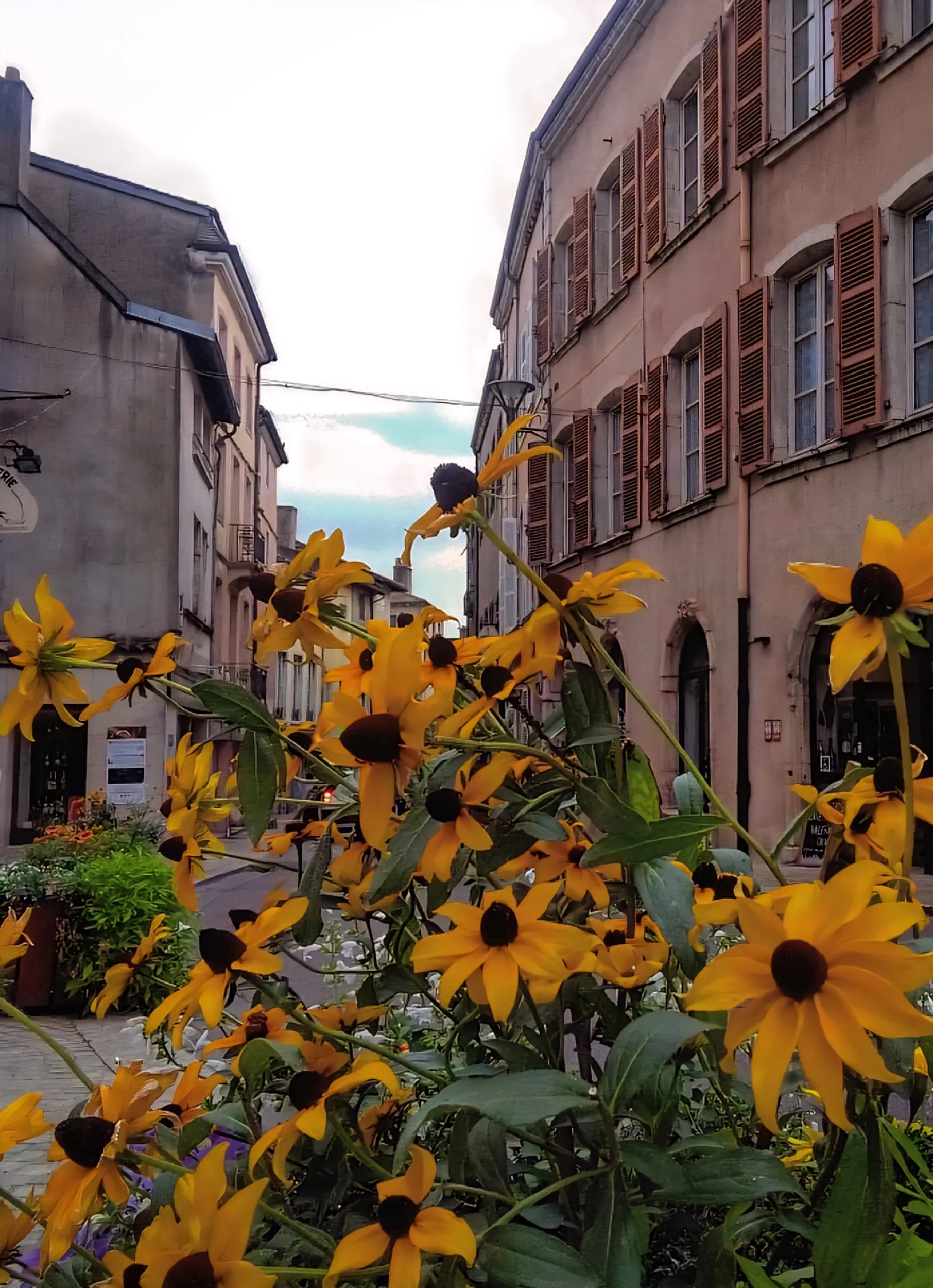 Tournus street sunflower