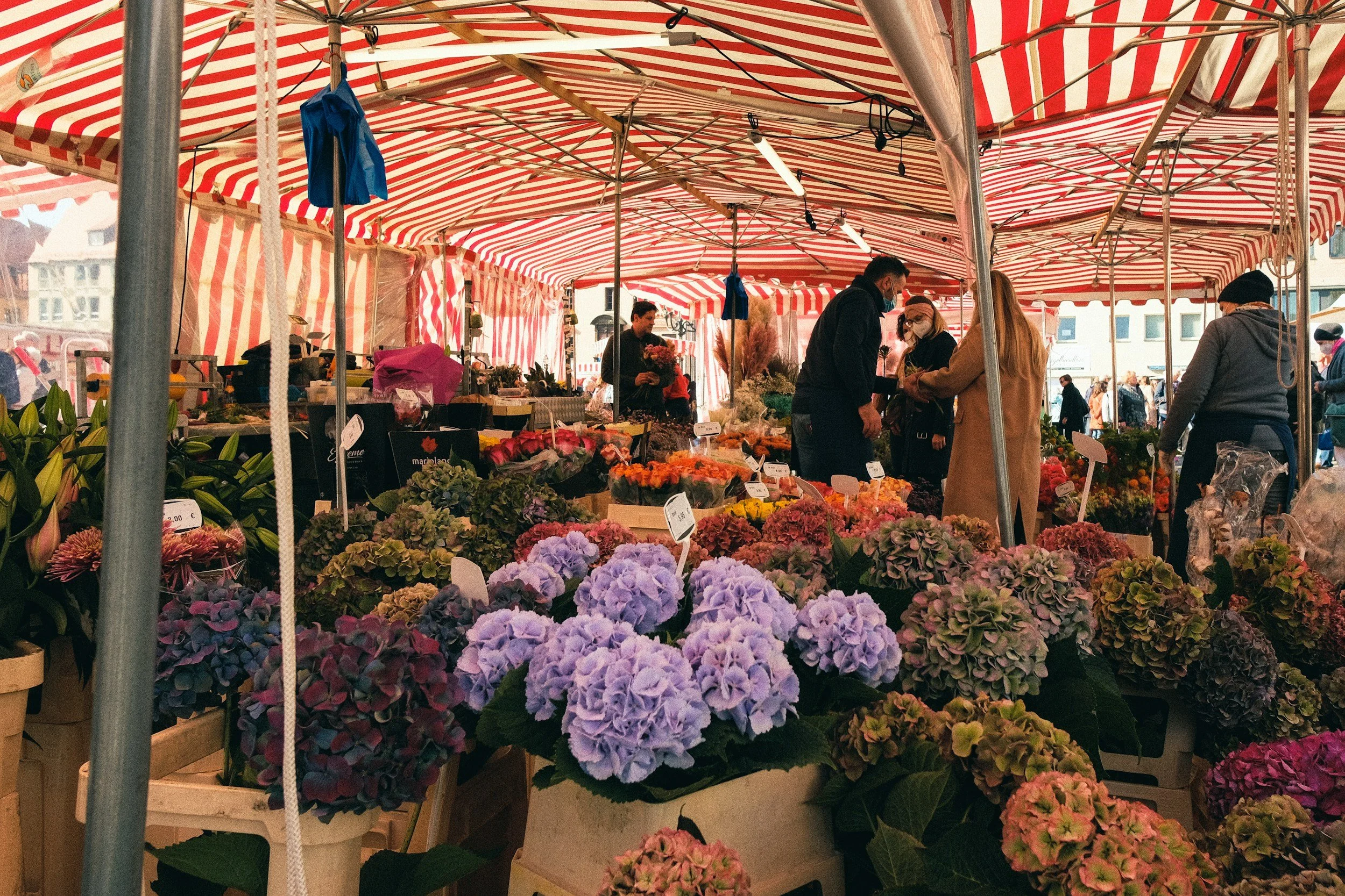 europe spring market flowers
