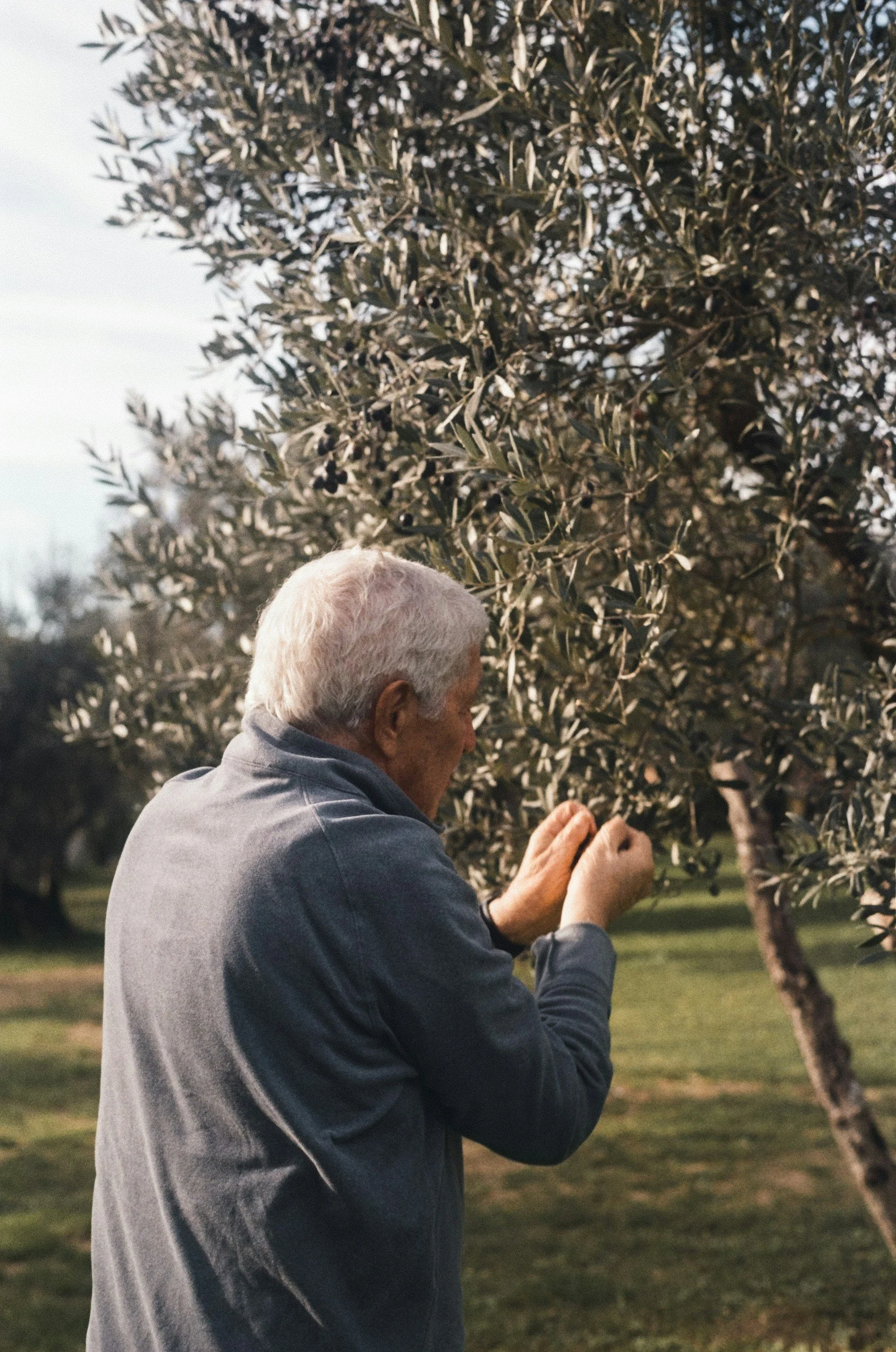 olive tree italy