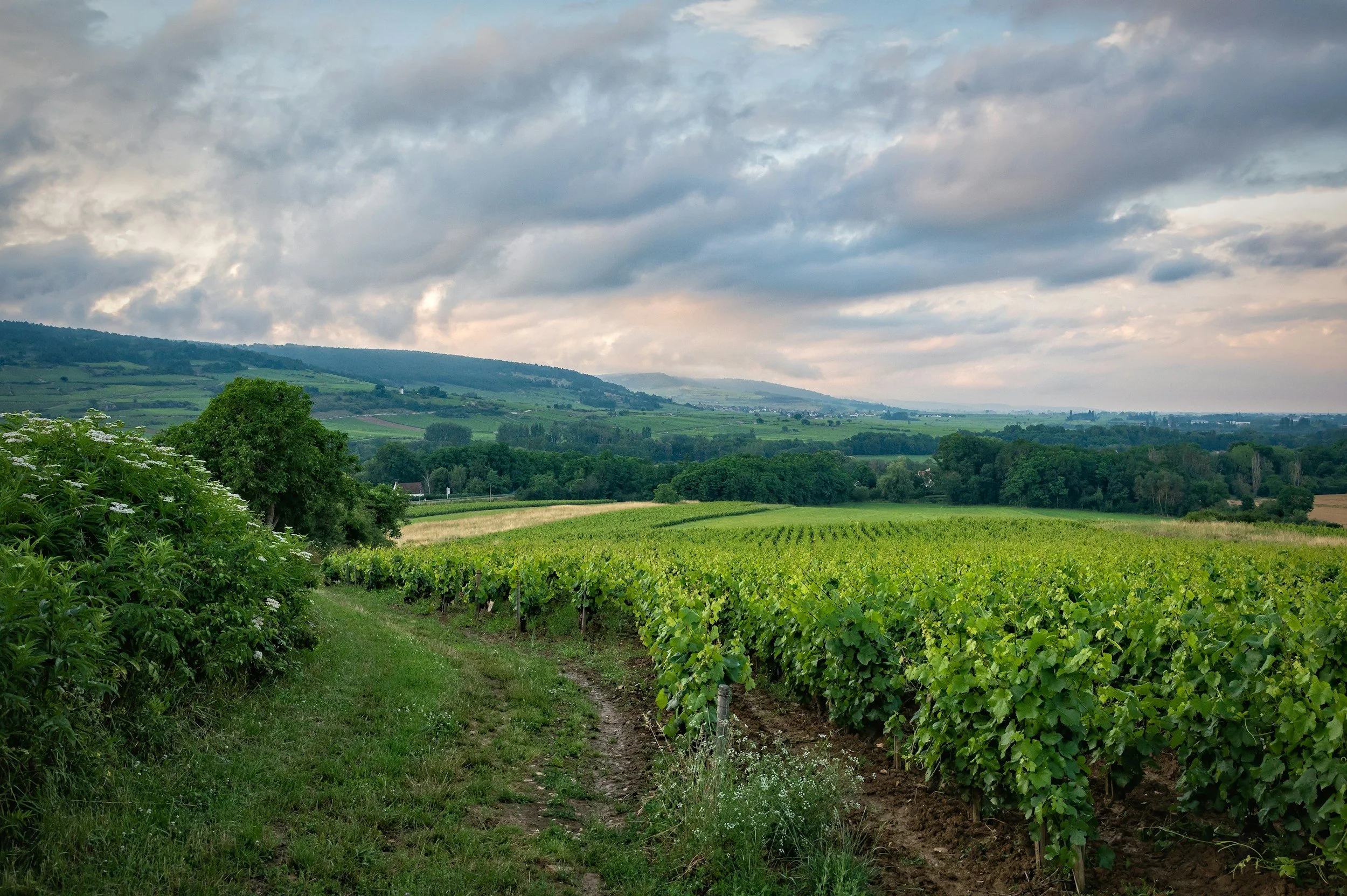autumn france burgundy vineyard