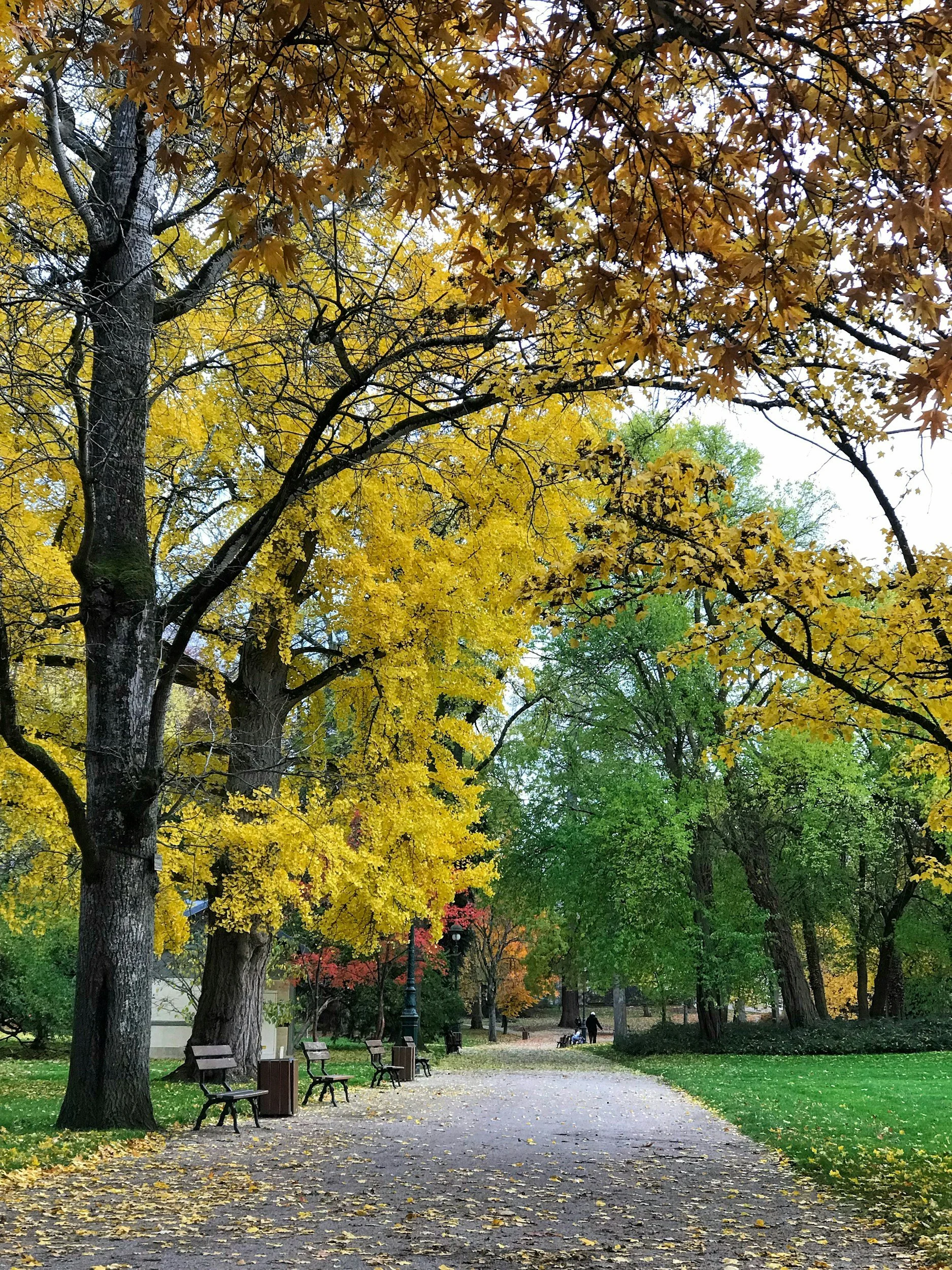 vichy autumn