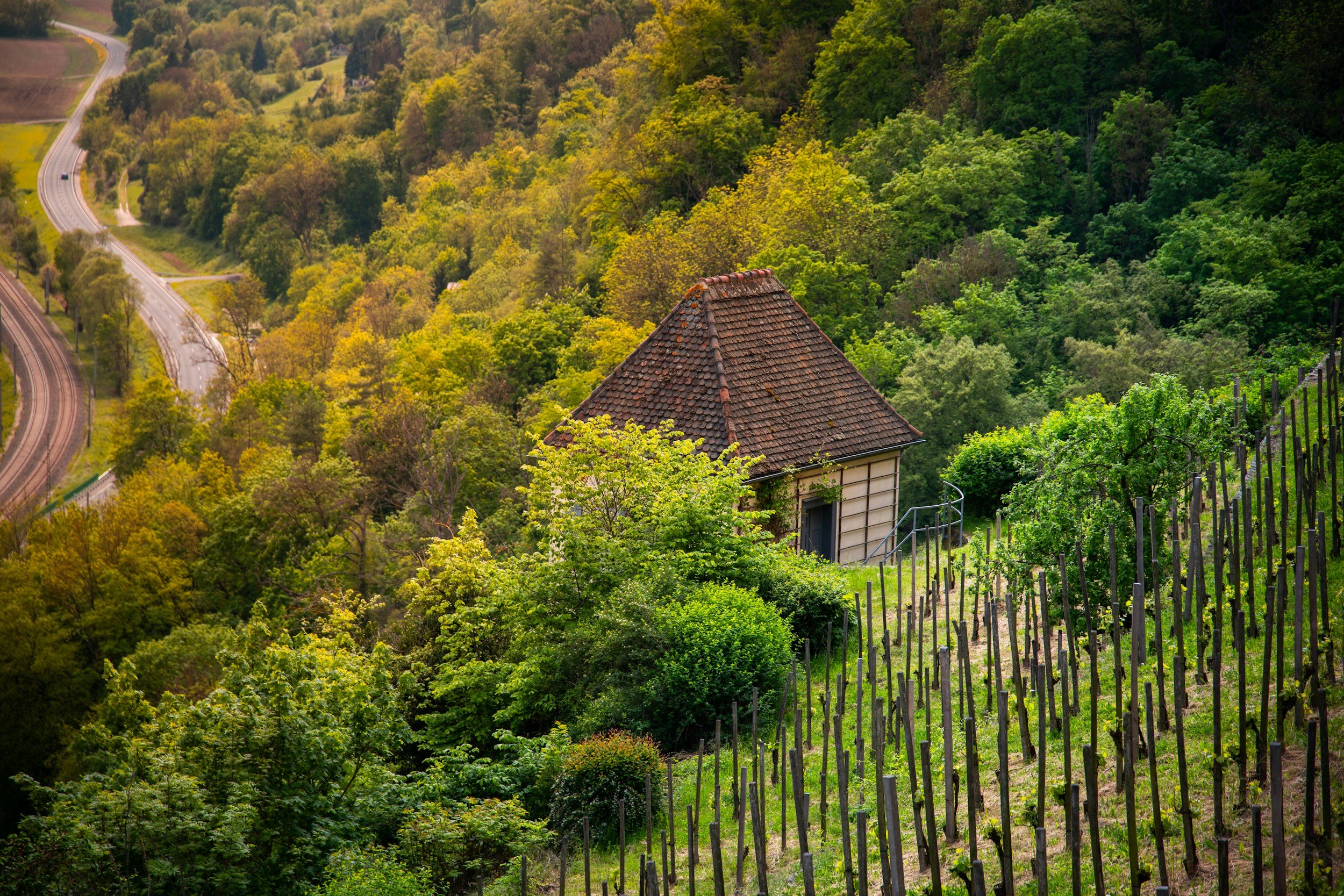 vineyard europe