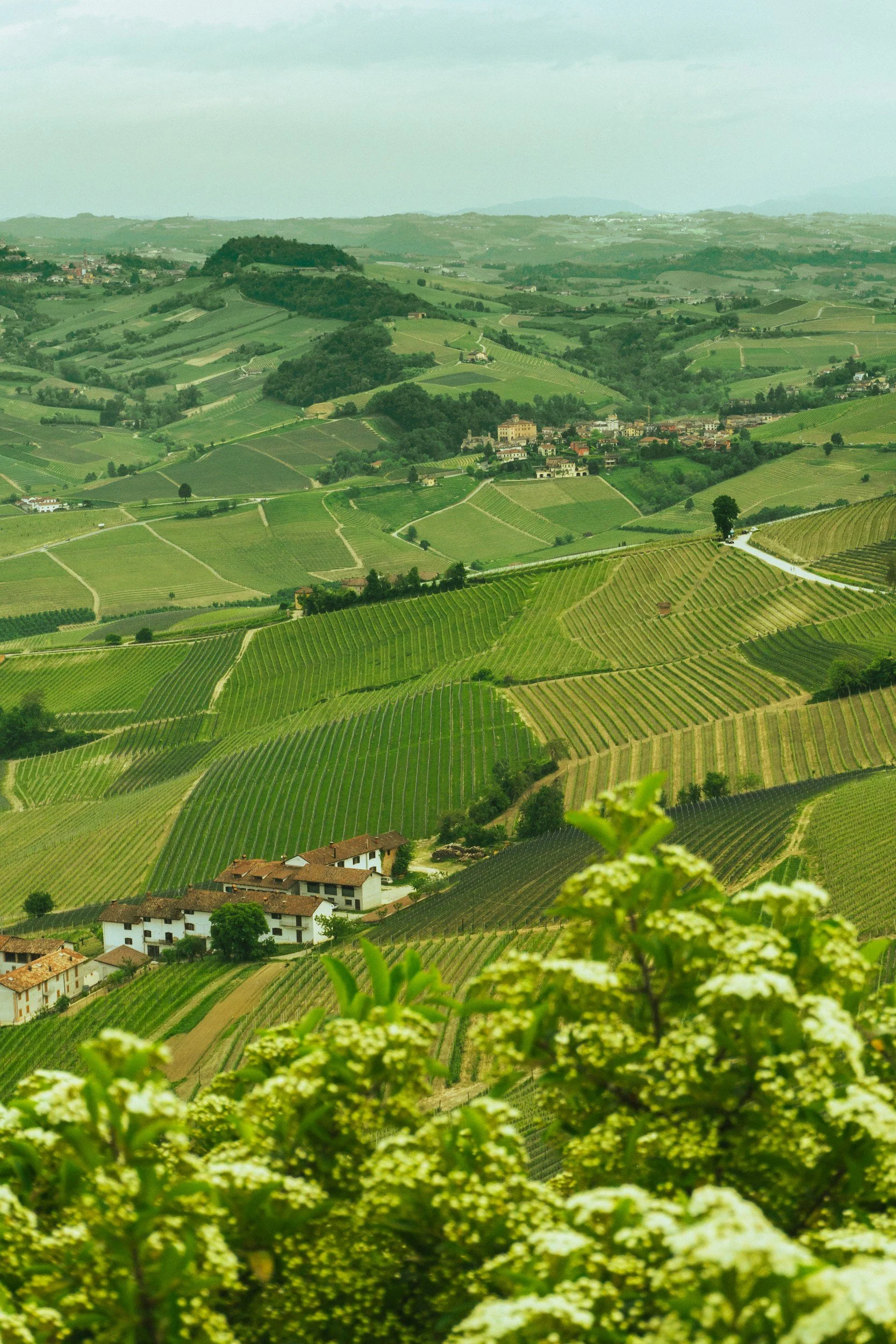 asti vineyard