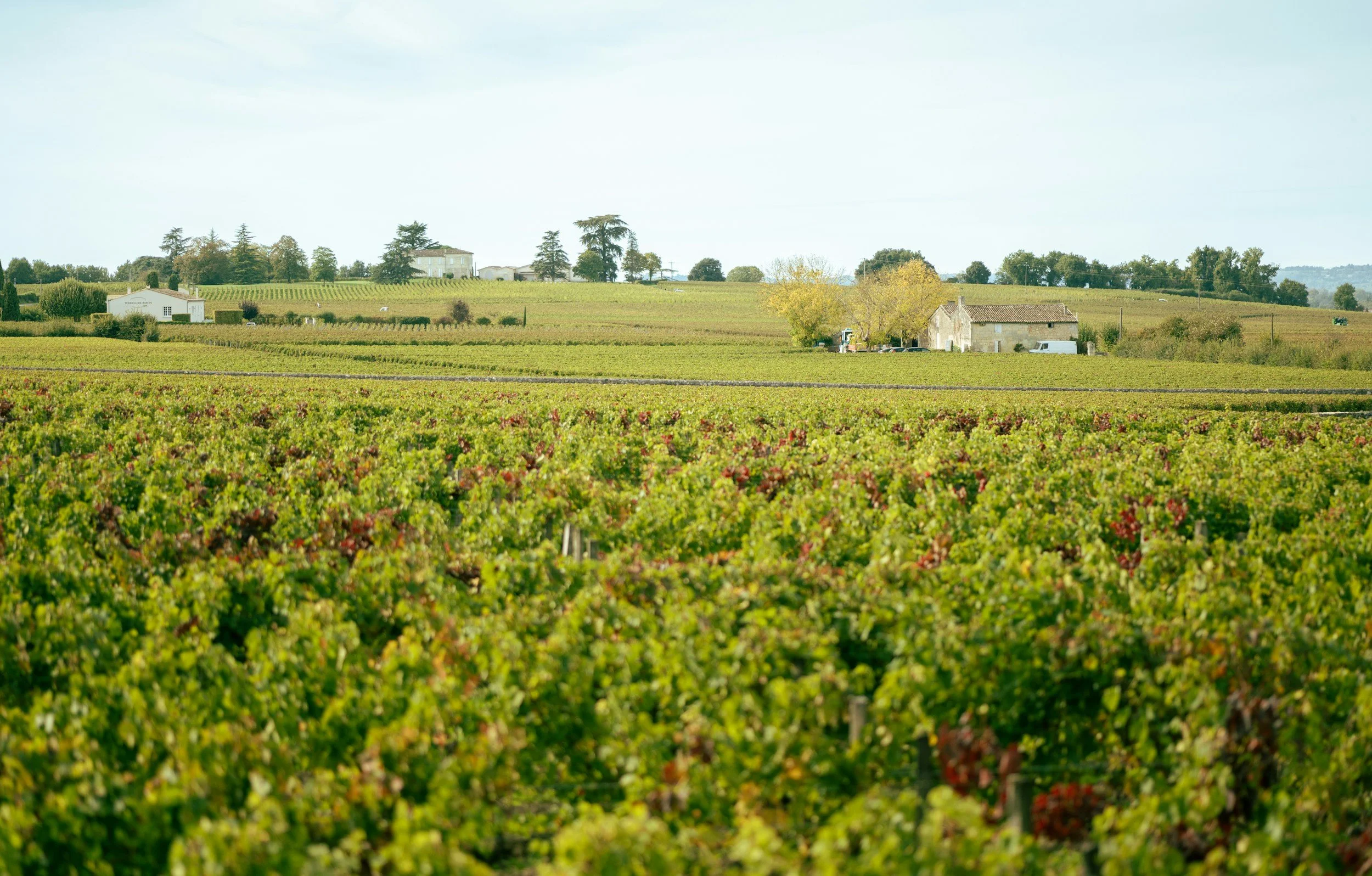 bordeaux wine
