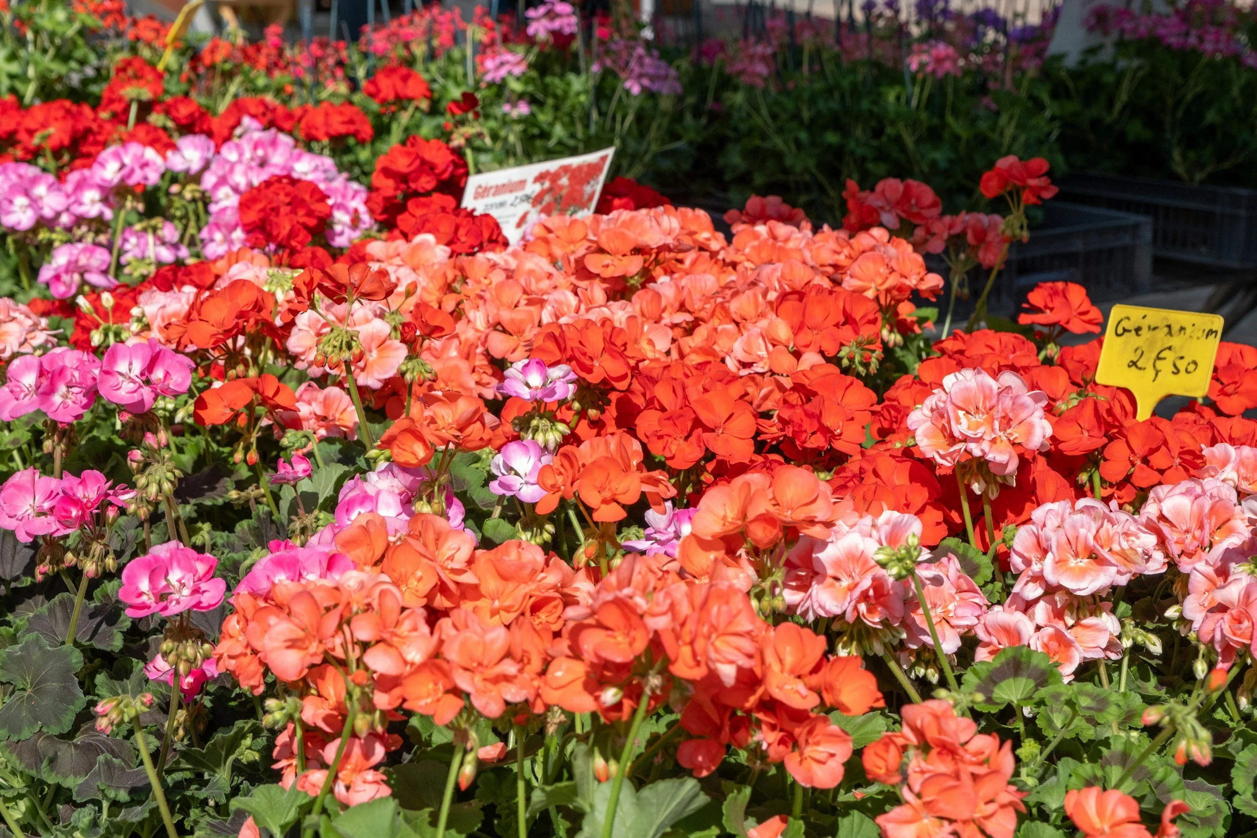 flower maket