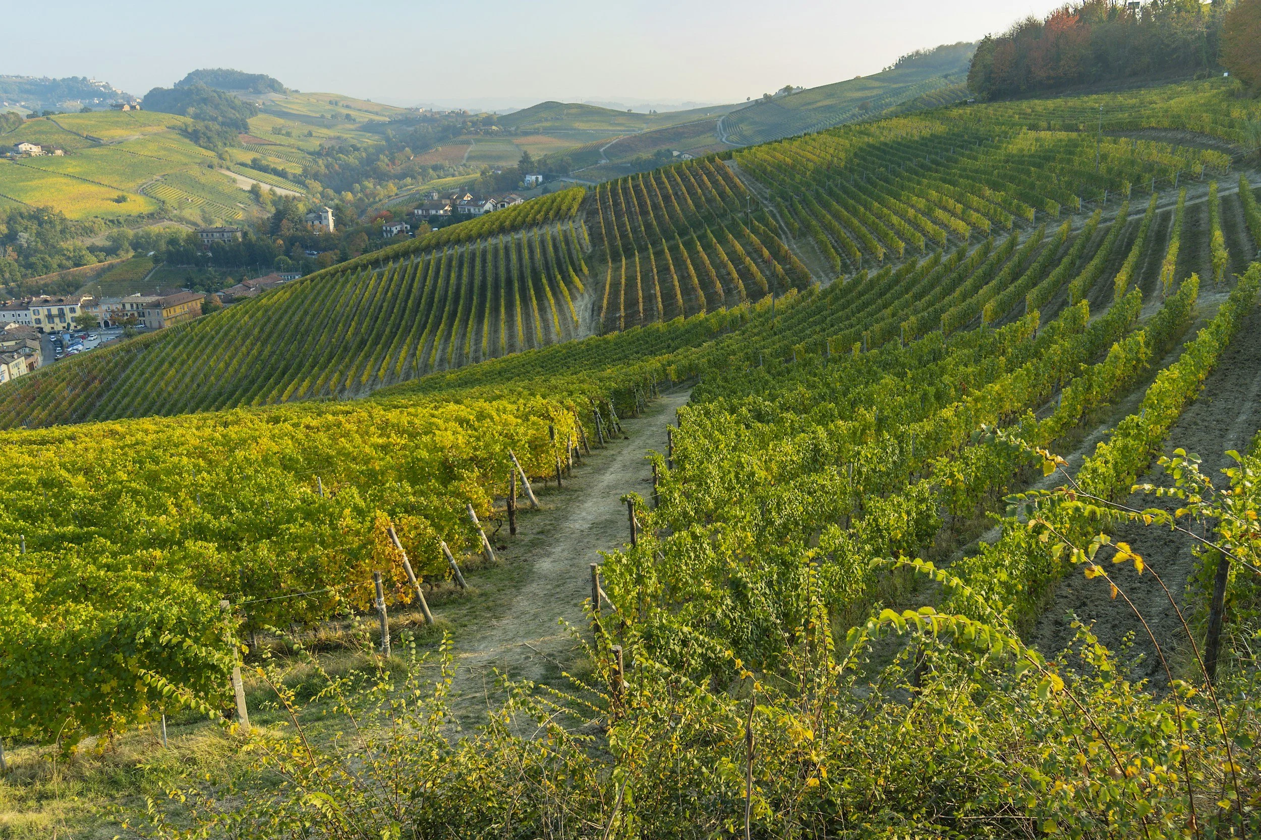 How to visit Barolo and Barbaresco wineries without a car