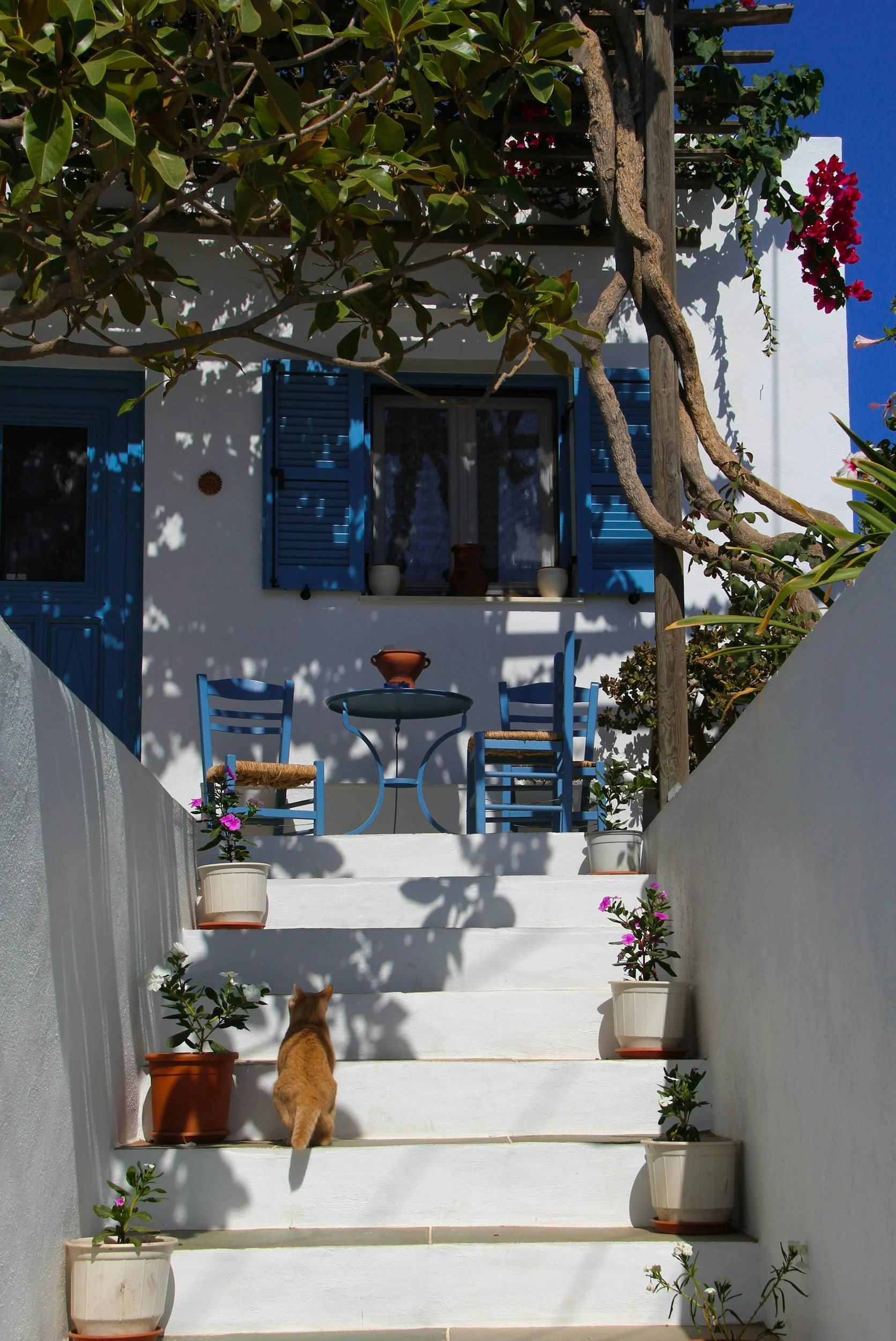 santorini cat