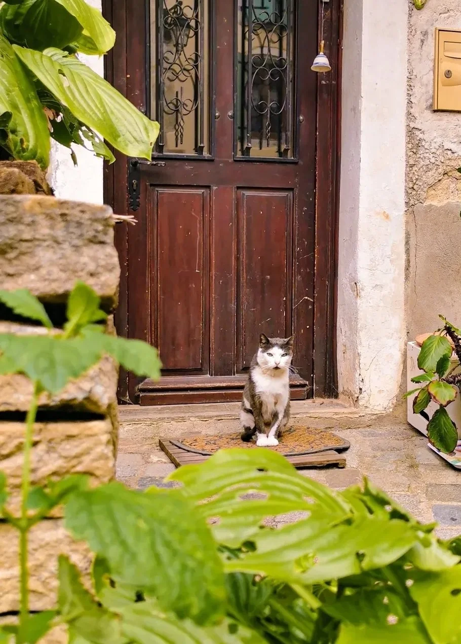 cat outside house in Dieulefit